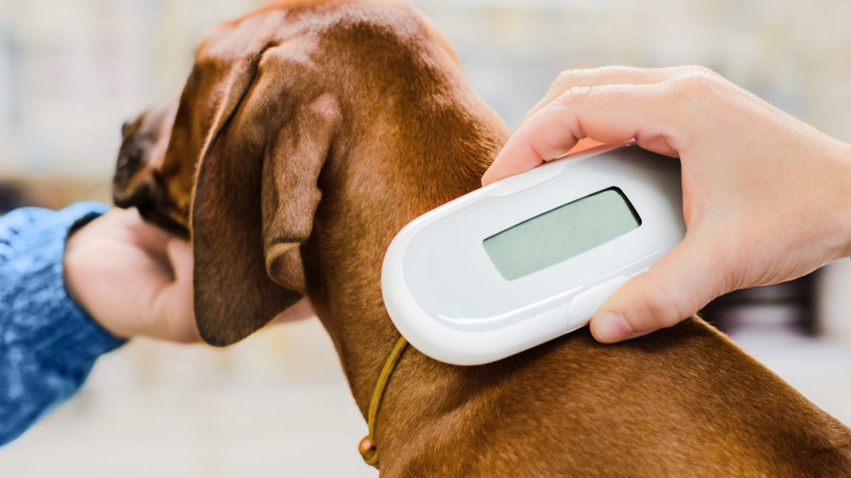 microchip cane