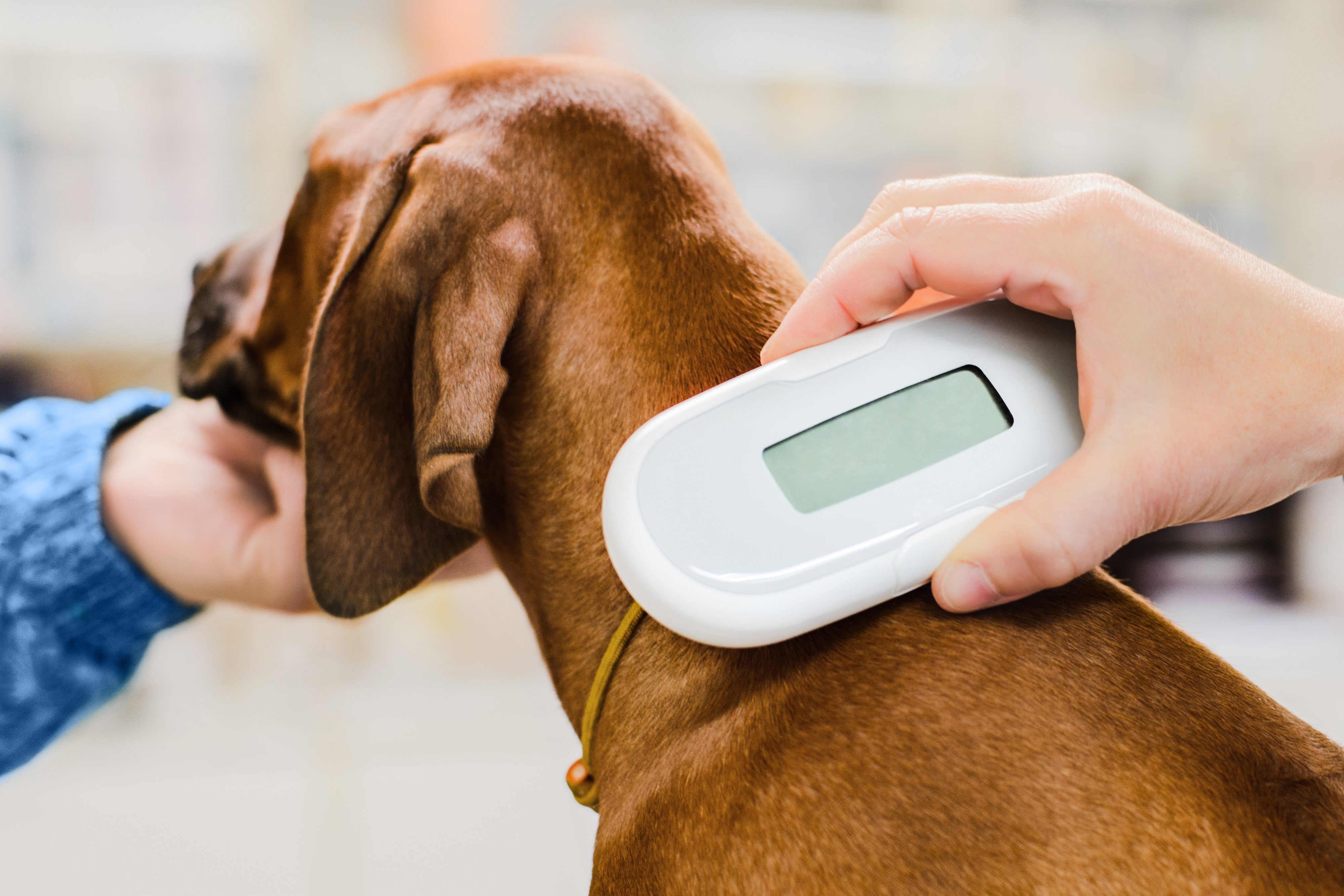 microchip cane