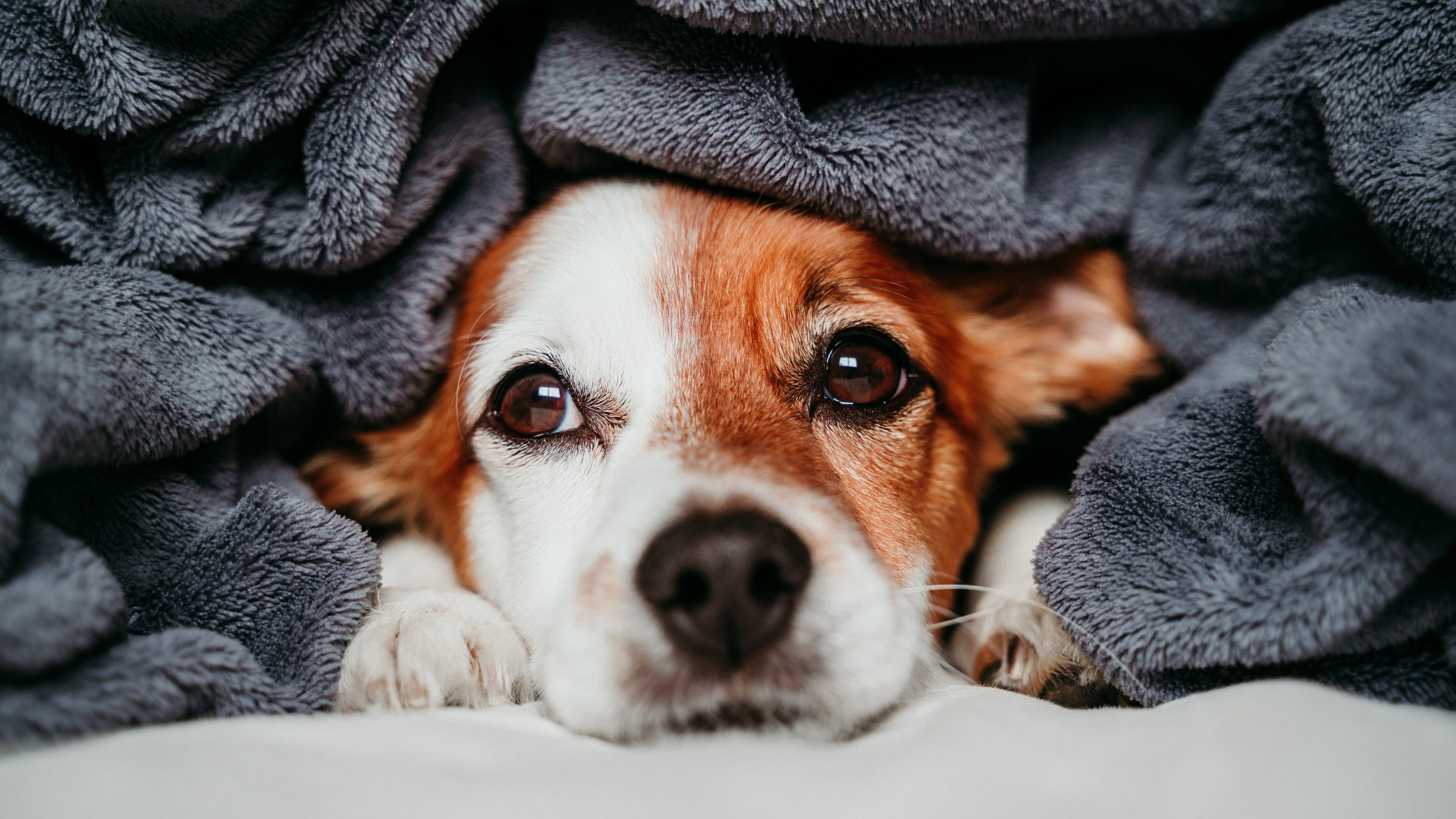 cane coperta freddo