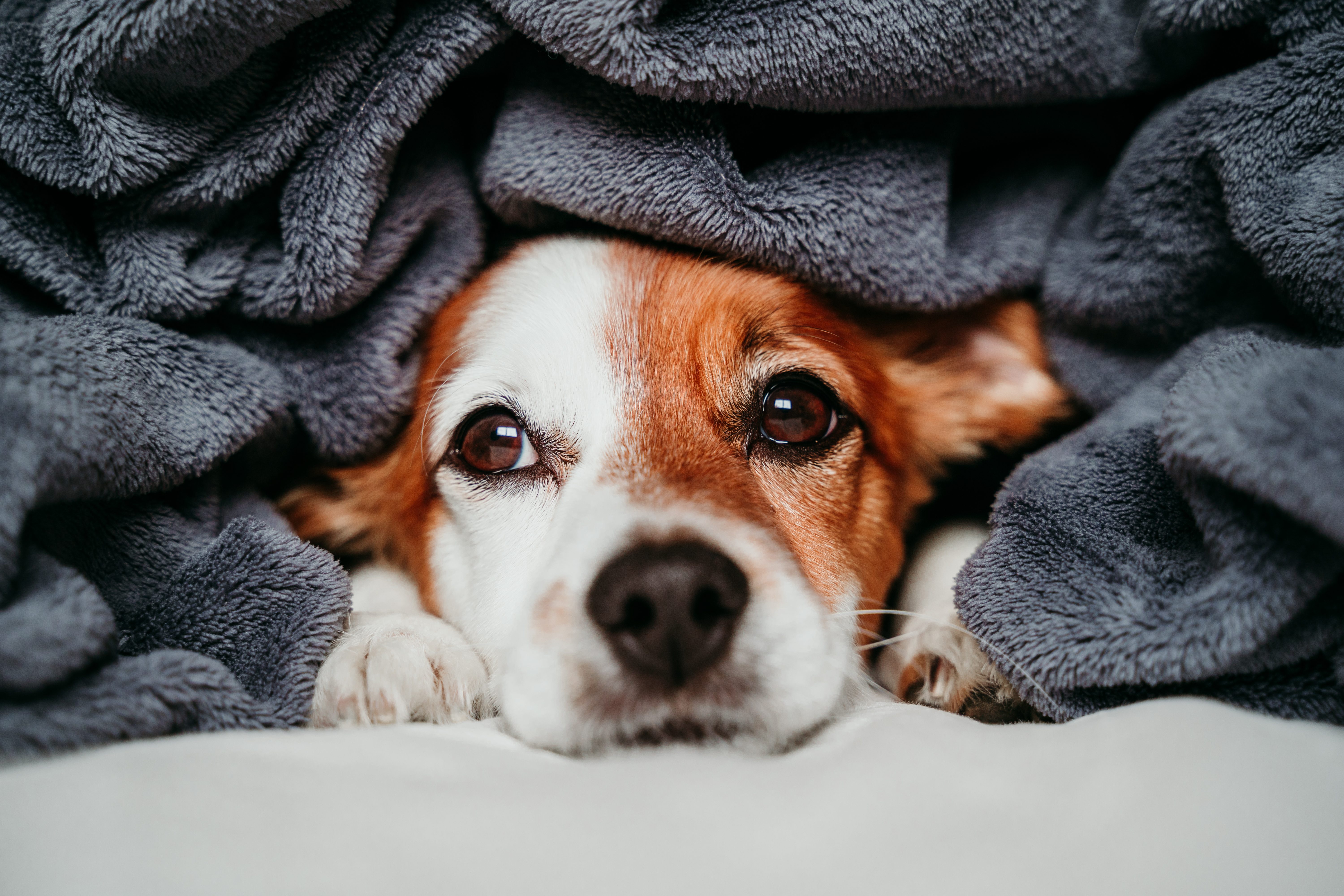 cane coperta freddo