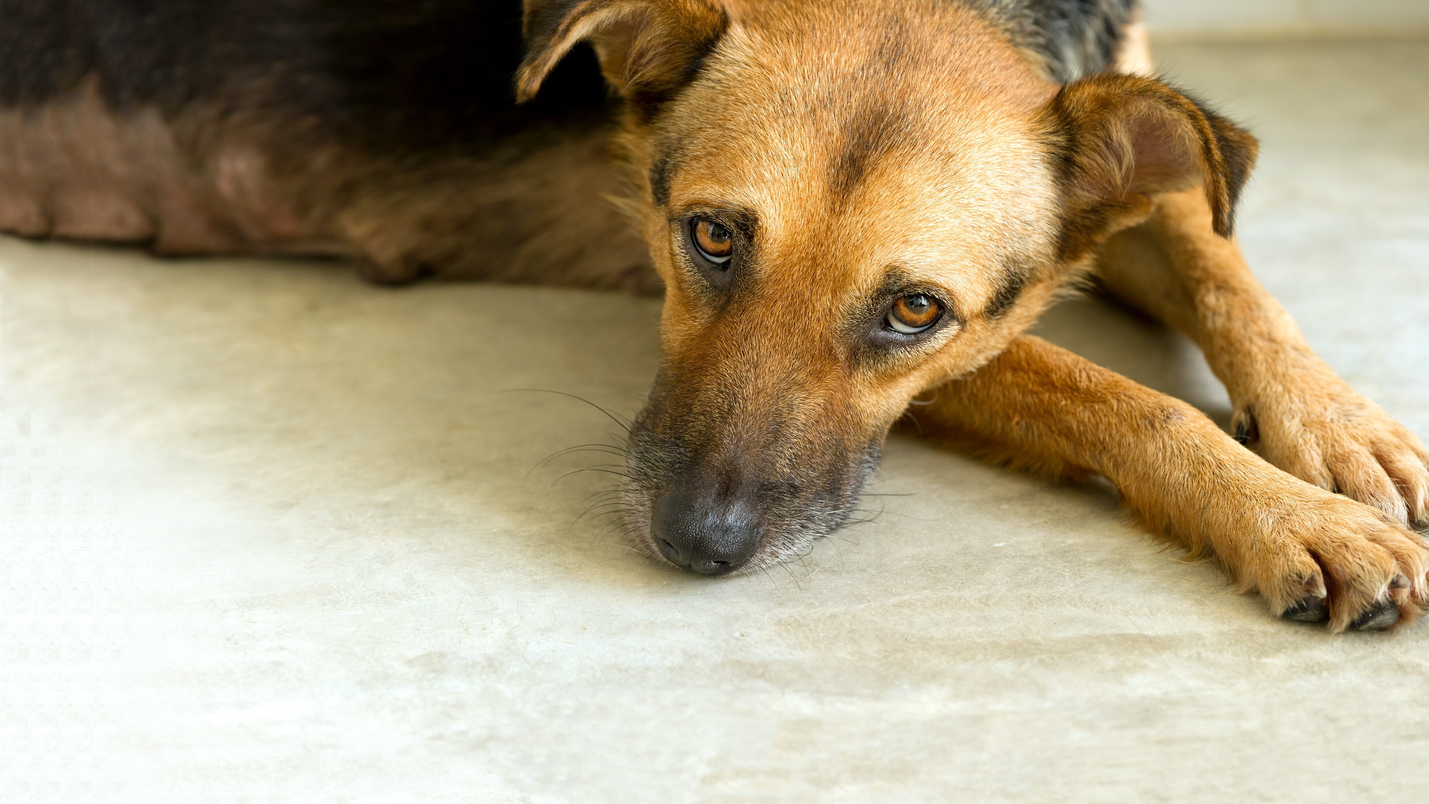 cane maltrattato