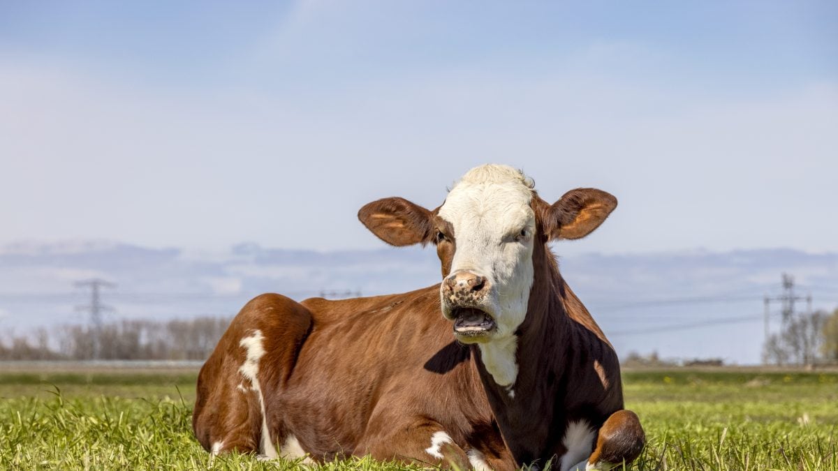 mucca