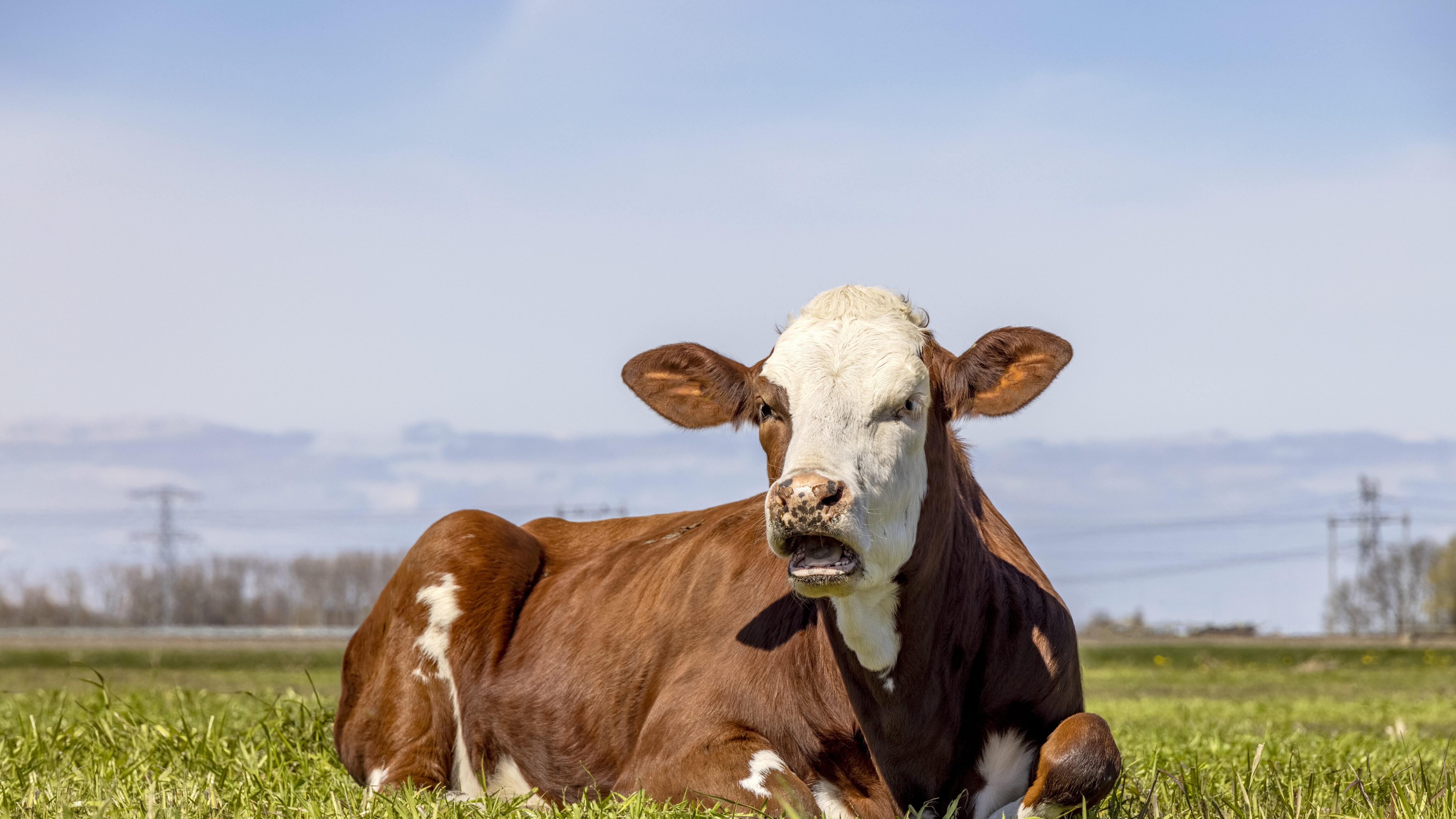 mucca