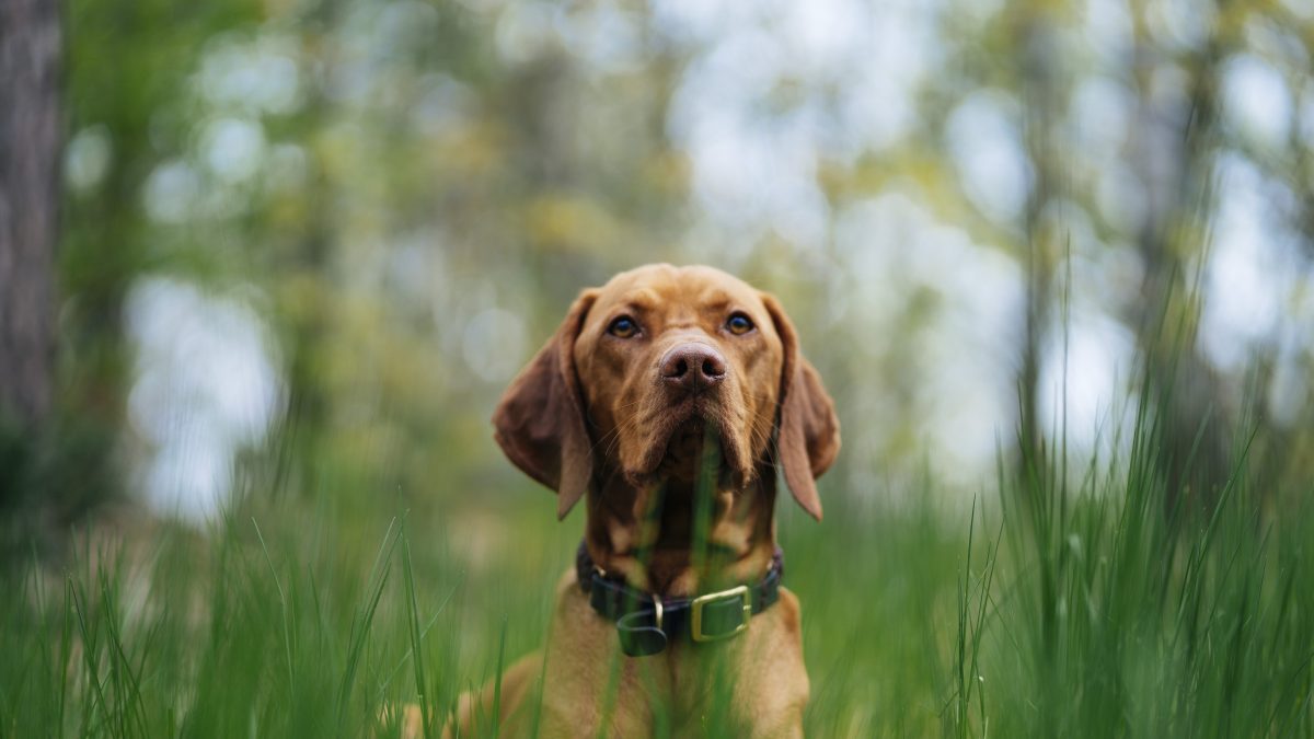 cane da caccia