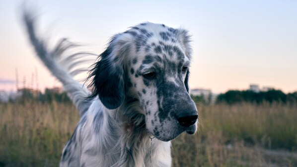 setter
