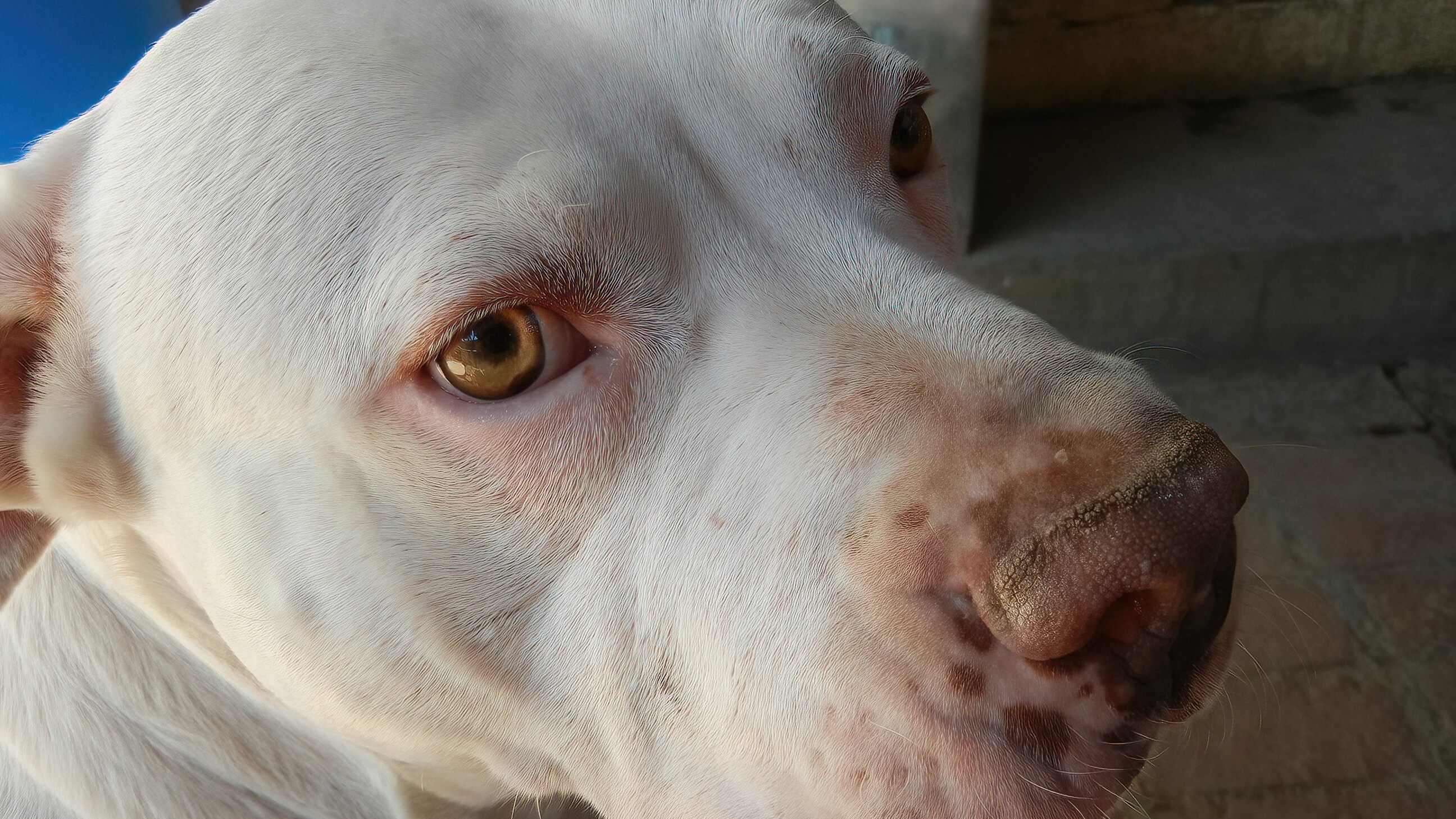 dogo argentino