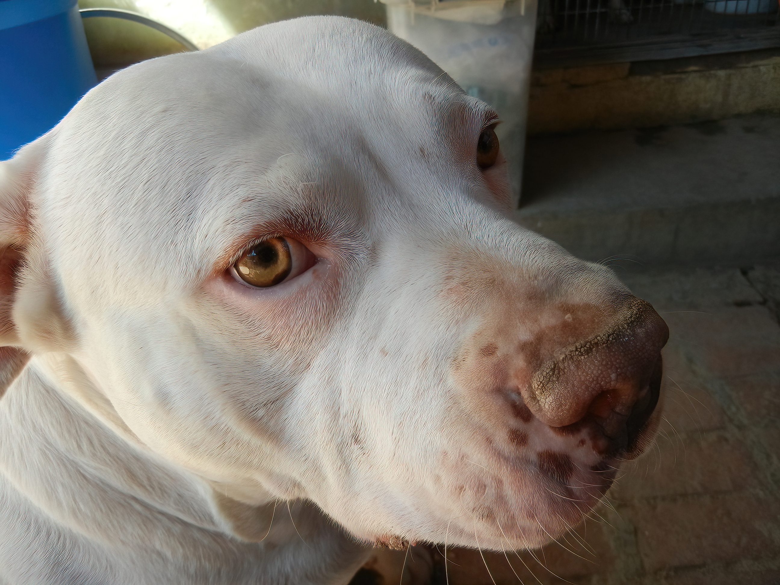 dogo argentino