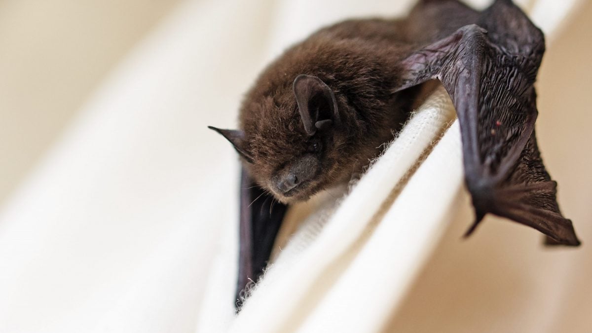 pipistrello