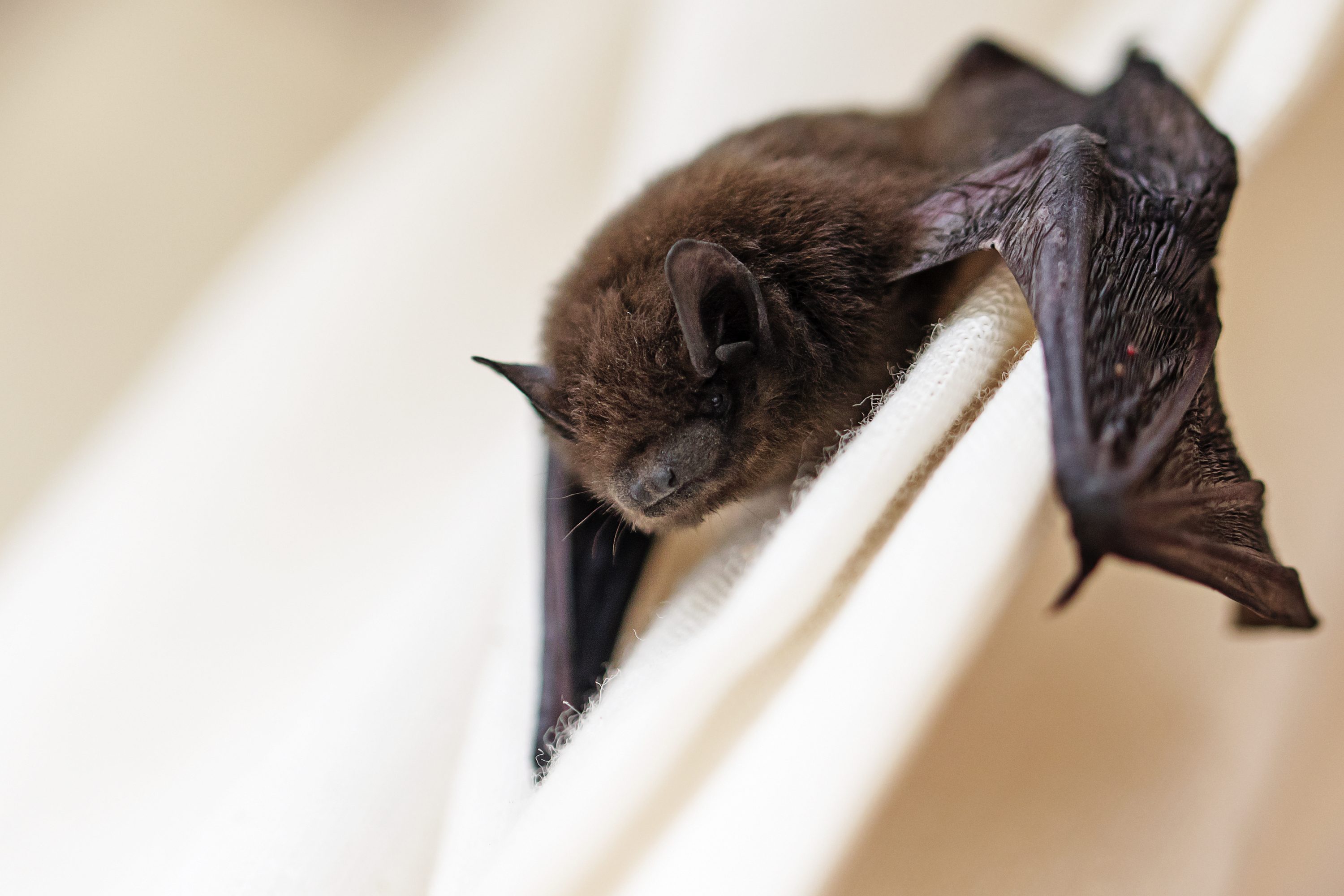 pipistrello