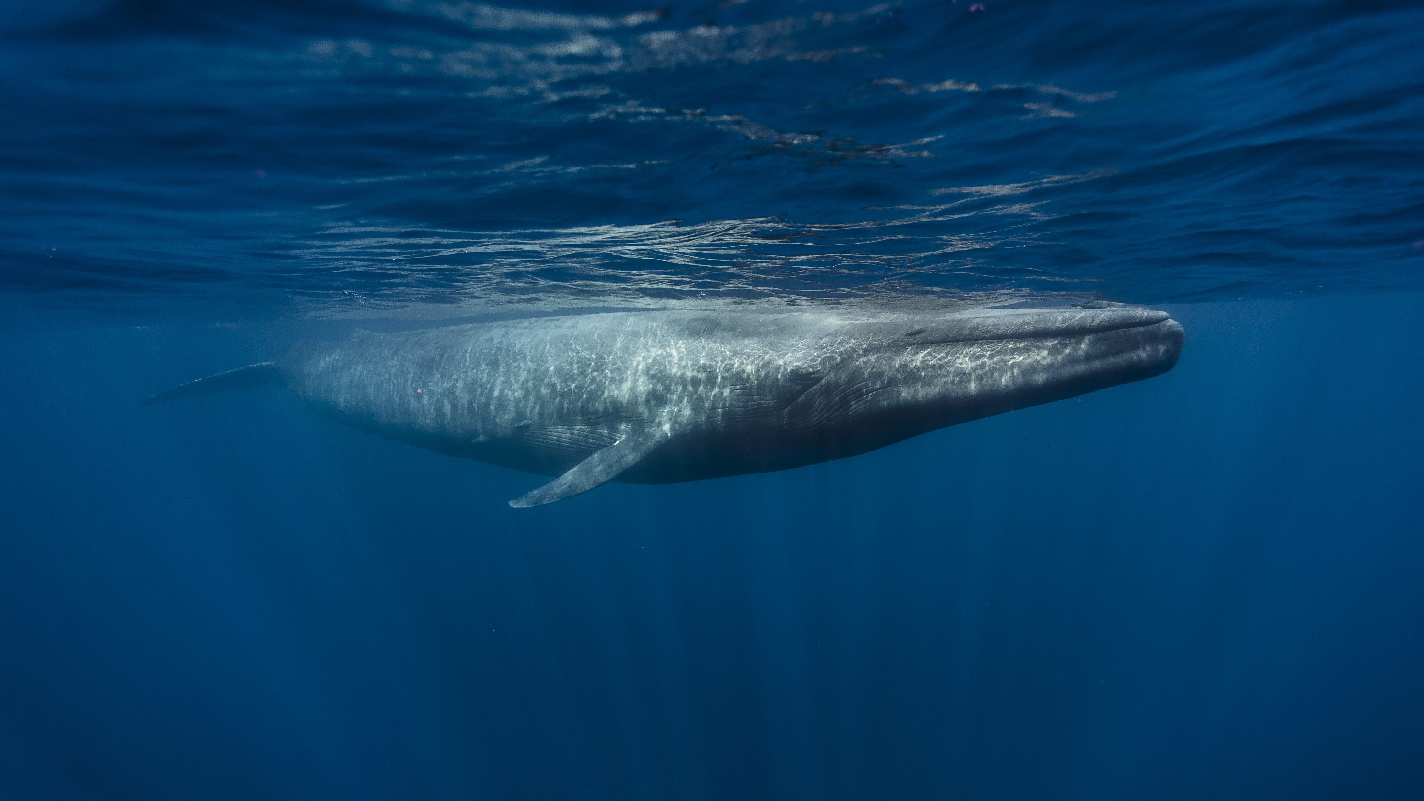 balenottera azzurra