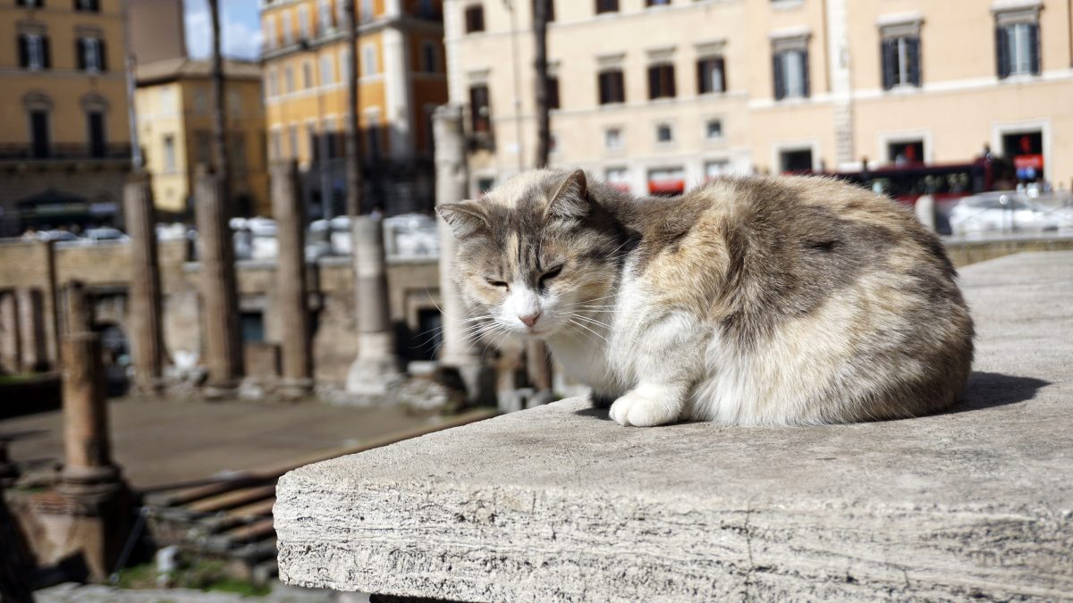 gatto roma