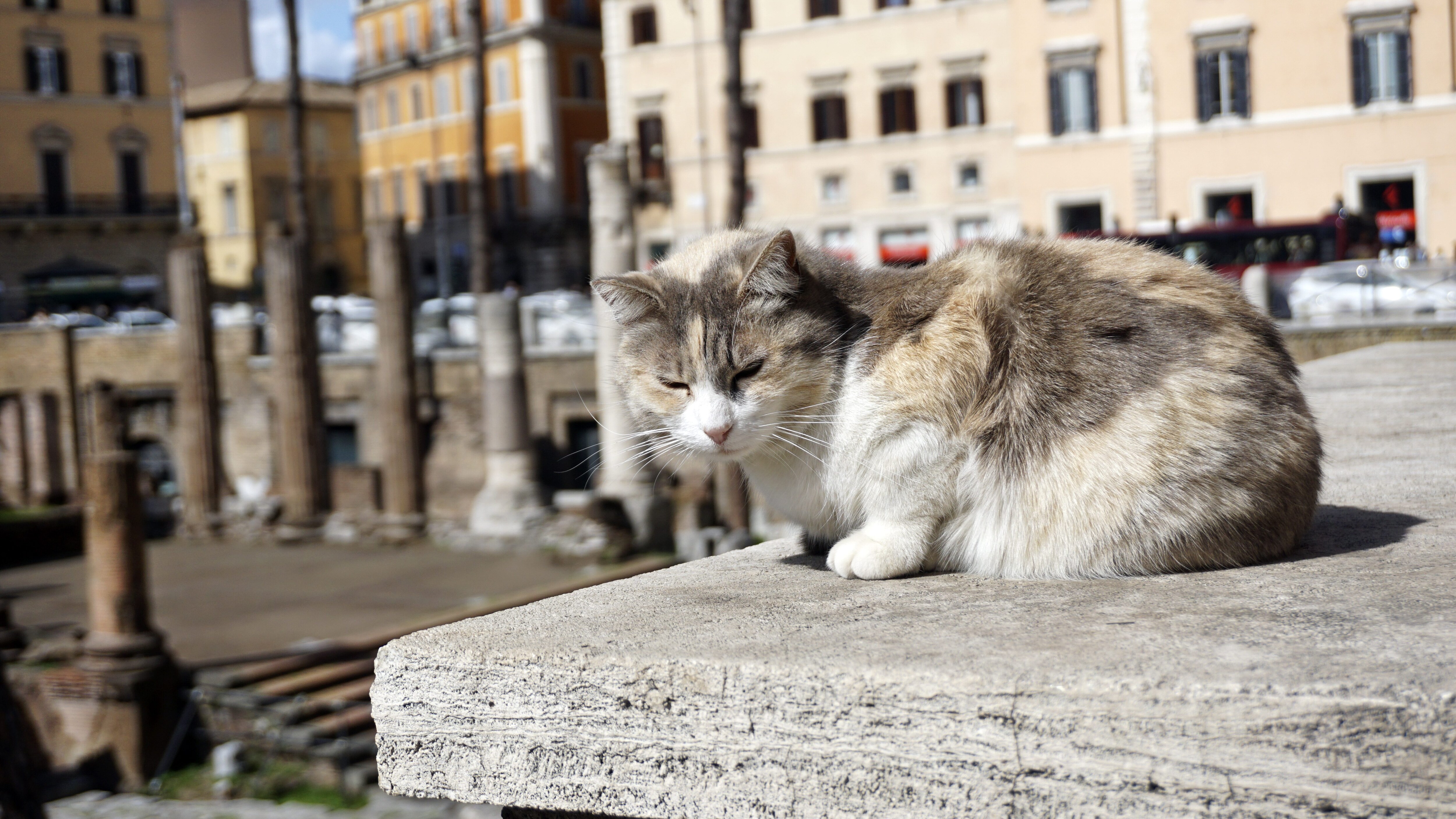 gatto roma