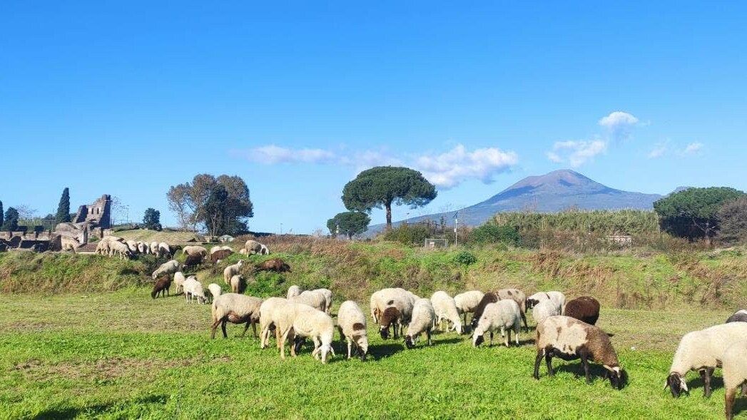 pompei ecopascolo