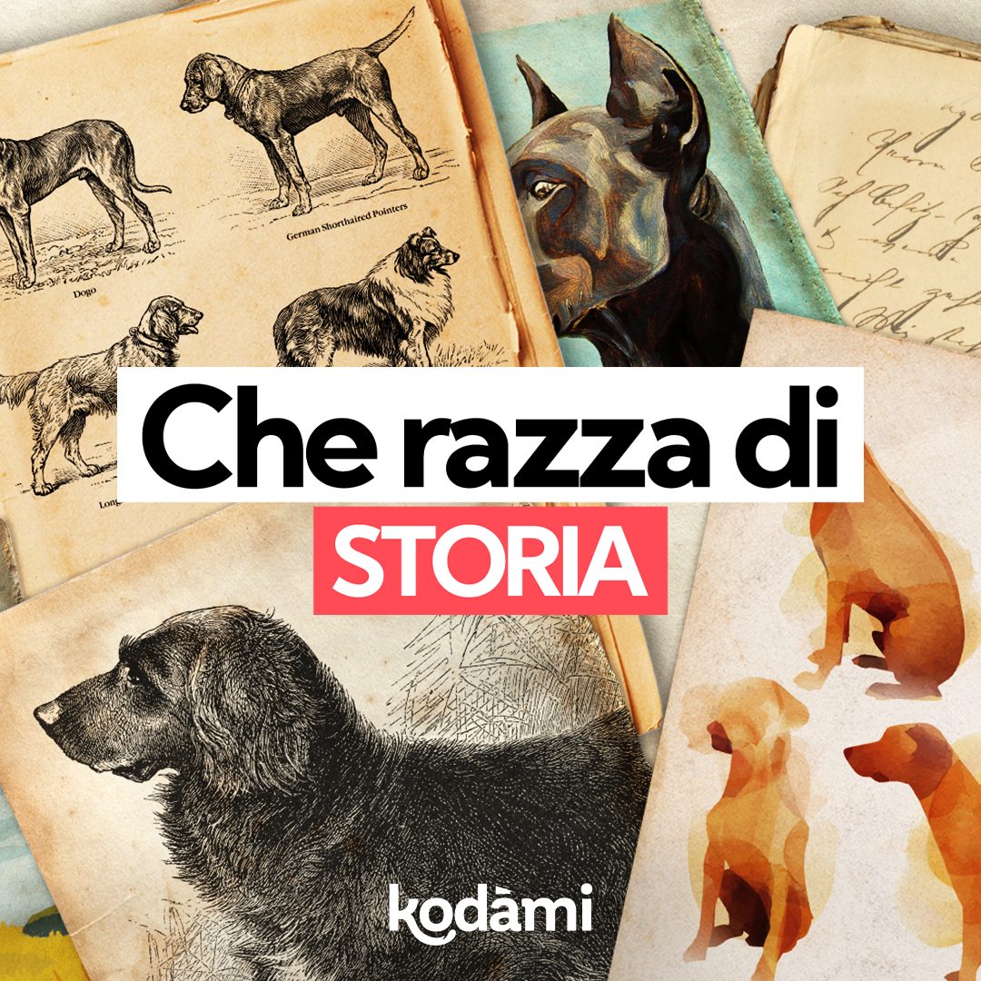 Che razza di storia Kodami