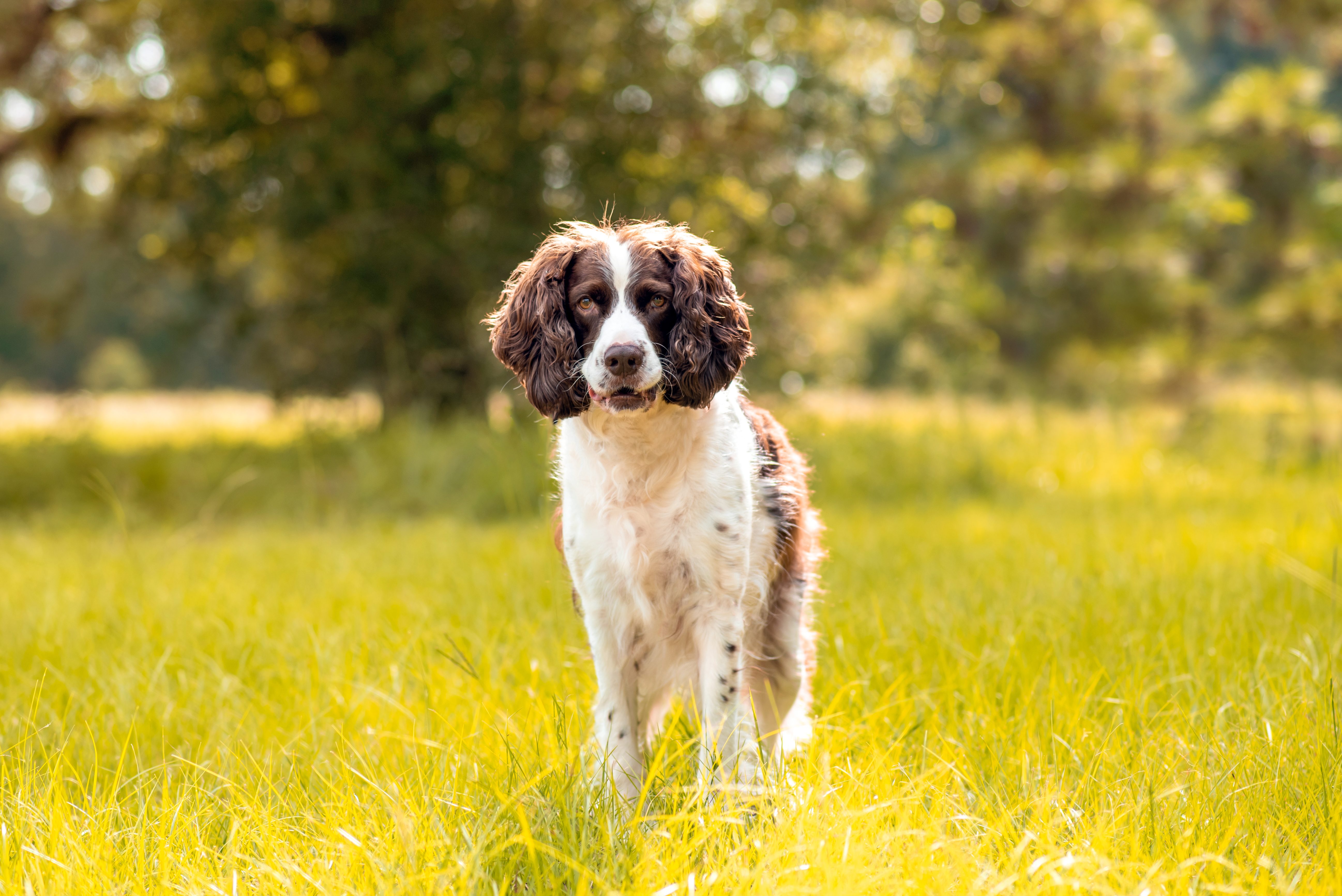 Cane Springler Lo Springer Spaniel Inglese, antico ed esuberante cane da caccia
