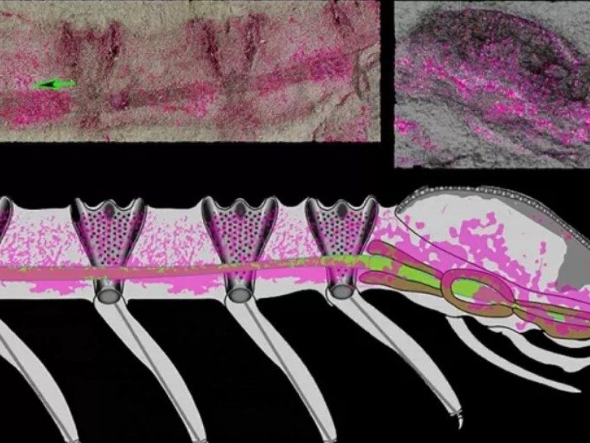 Un Fossile Del Cambriano Permette Di Risolvere L enigma Dell origine 