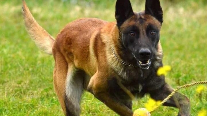 King-Polizia-Patore-Malinois | Kodami