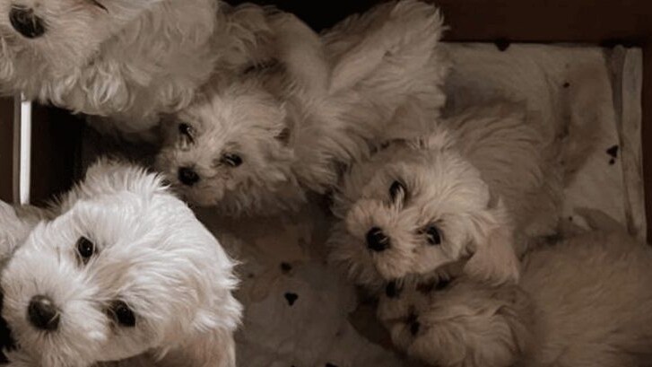 bichon maltese