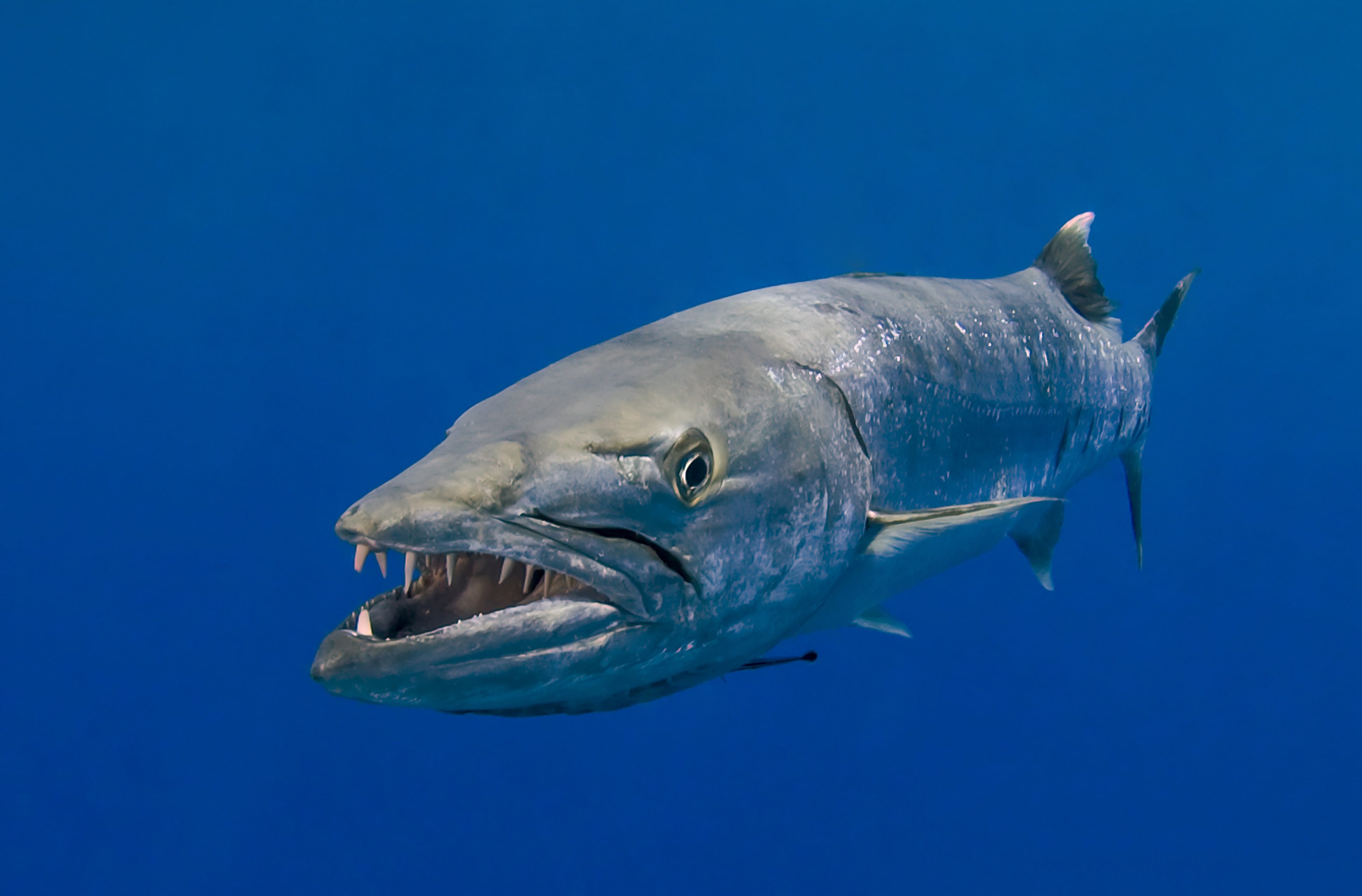 Il Barracuda Un Pesce Pericoloso il-barracuda-un-pesce-pericoloso
