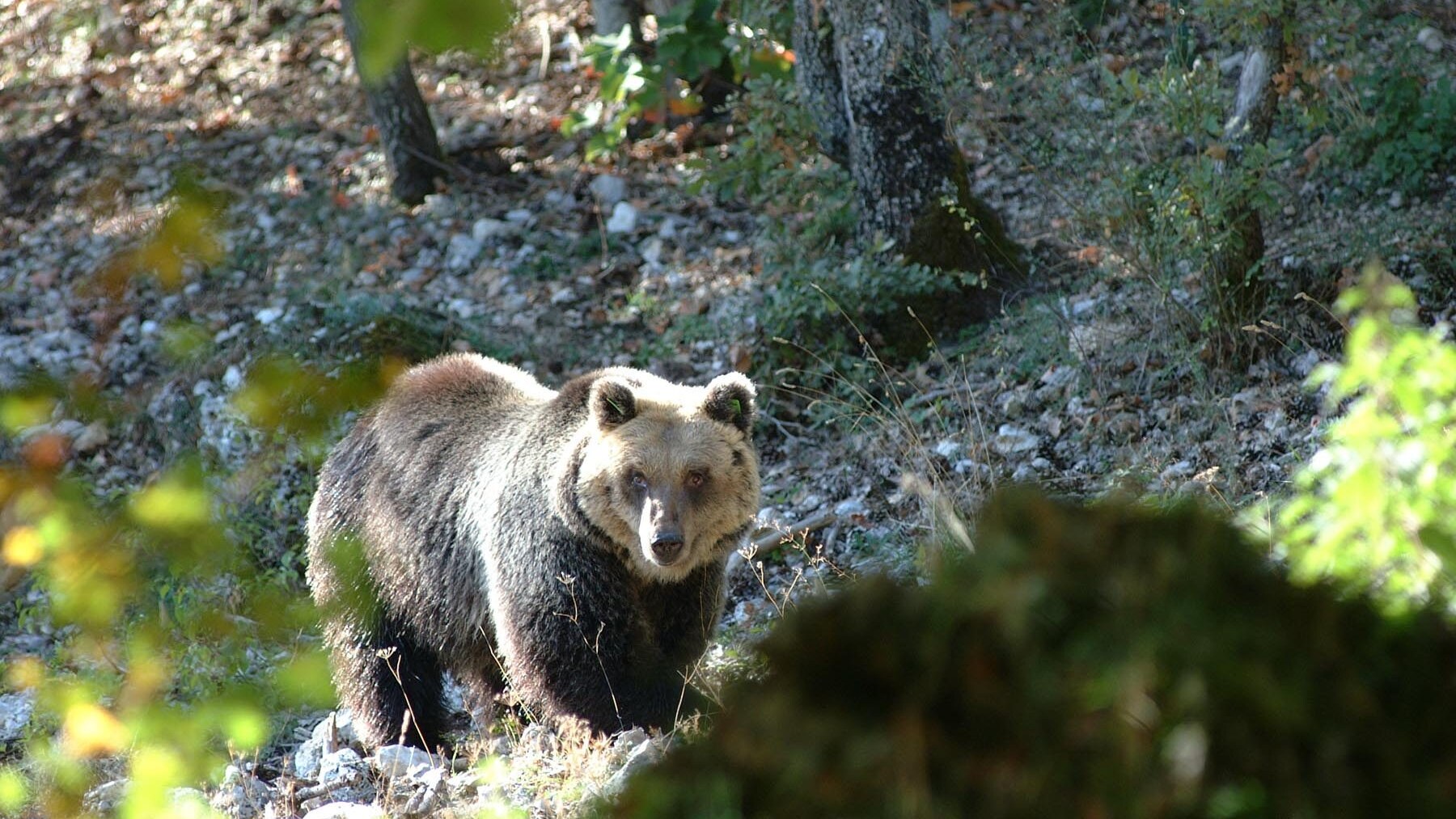 orso parco abruzzo