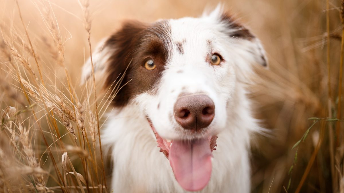 cane