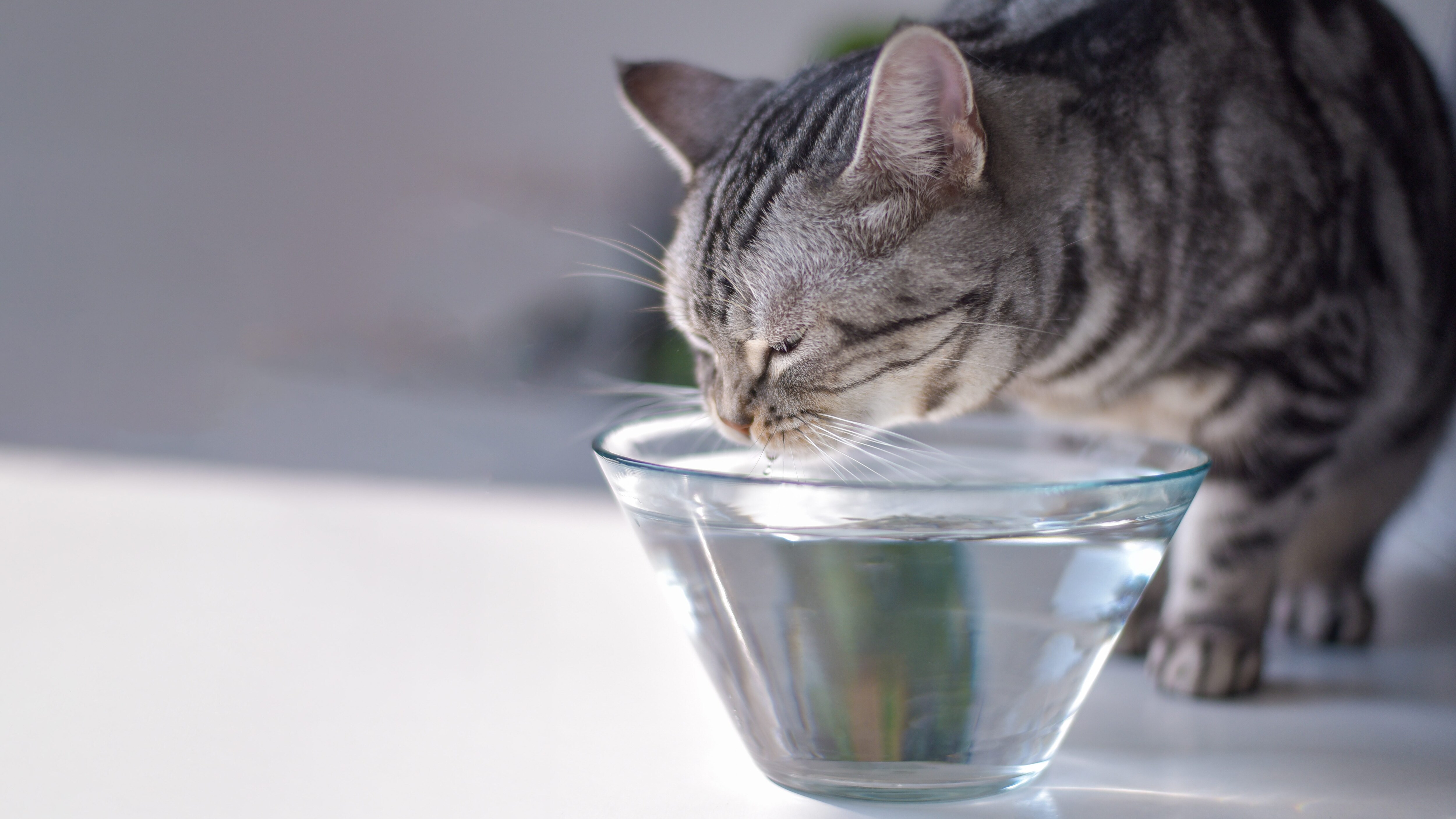 gatto acqua