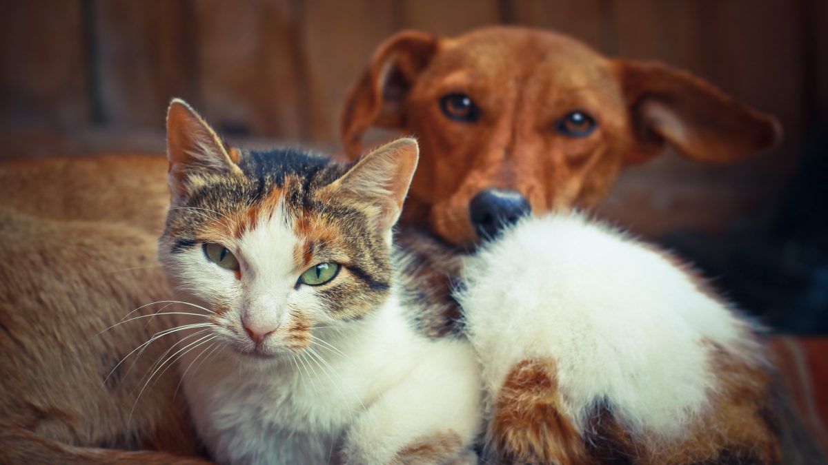 cane gatto