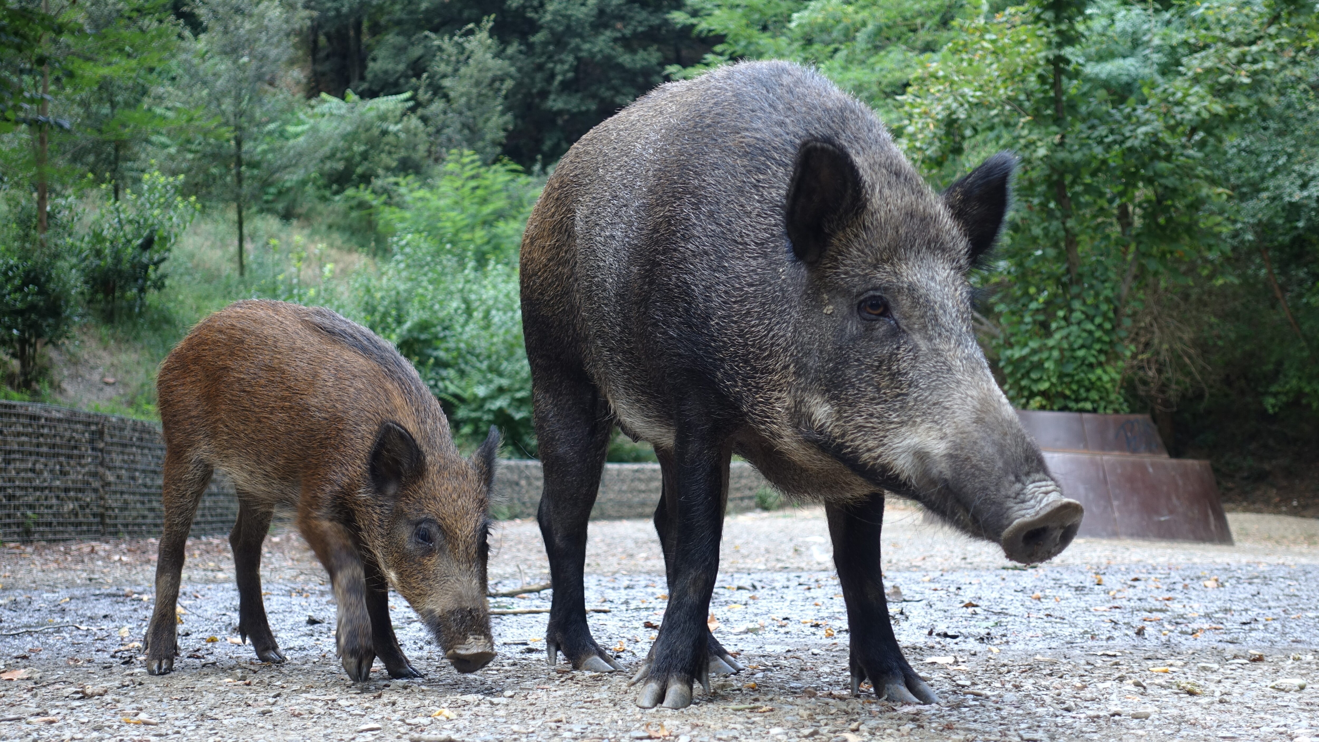 cinghiale