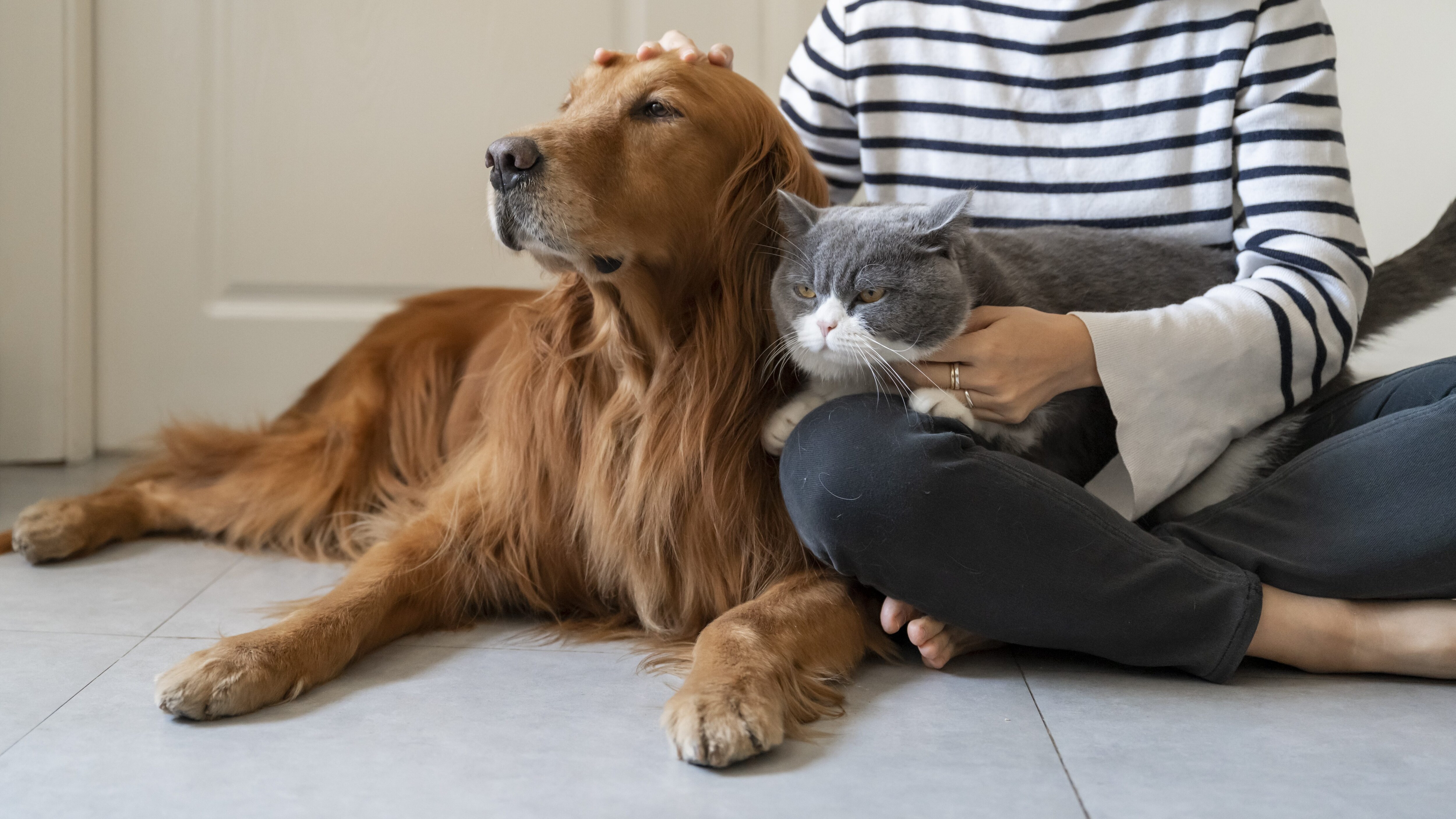 cane gatto bonus