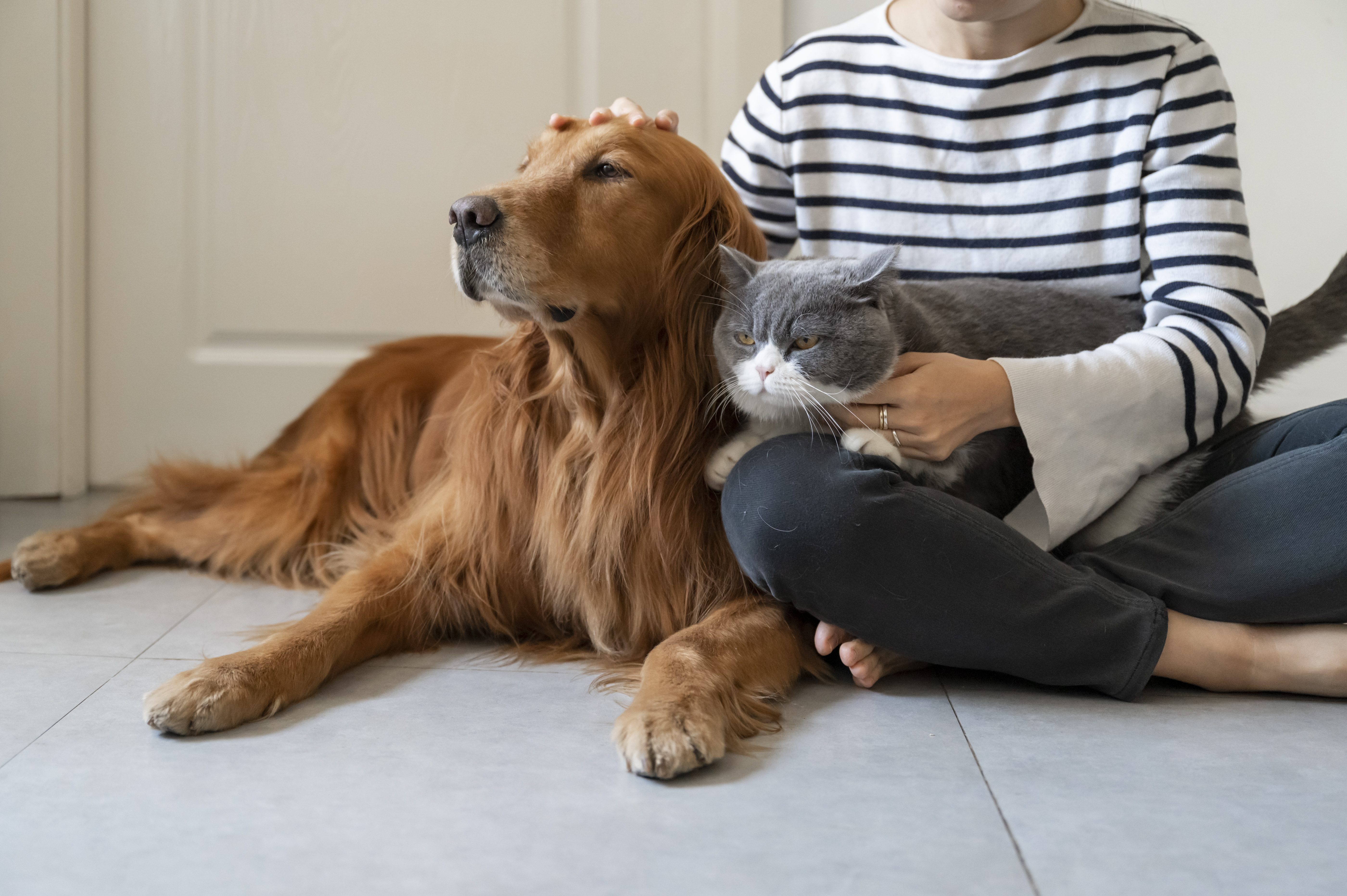 cane gatto bonus