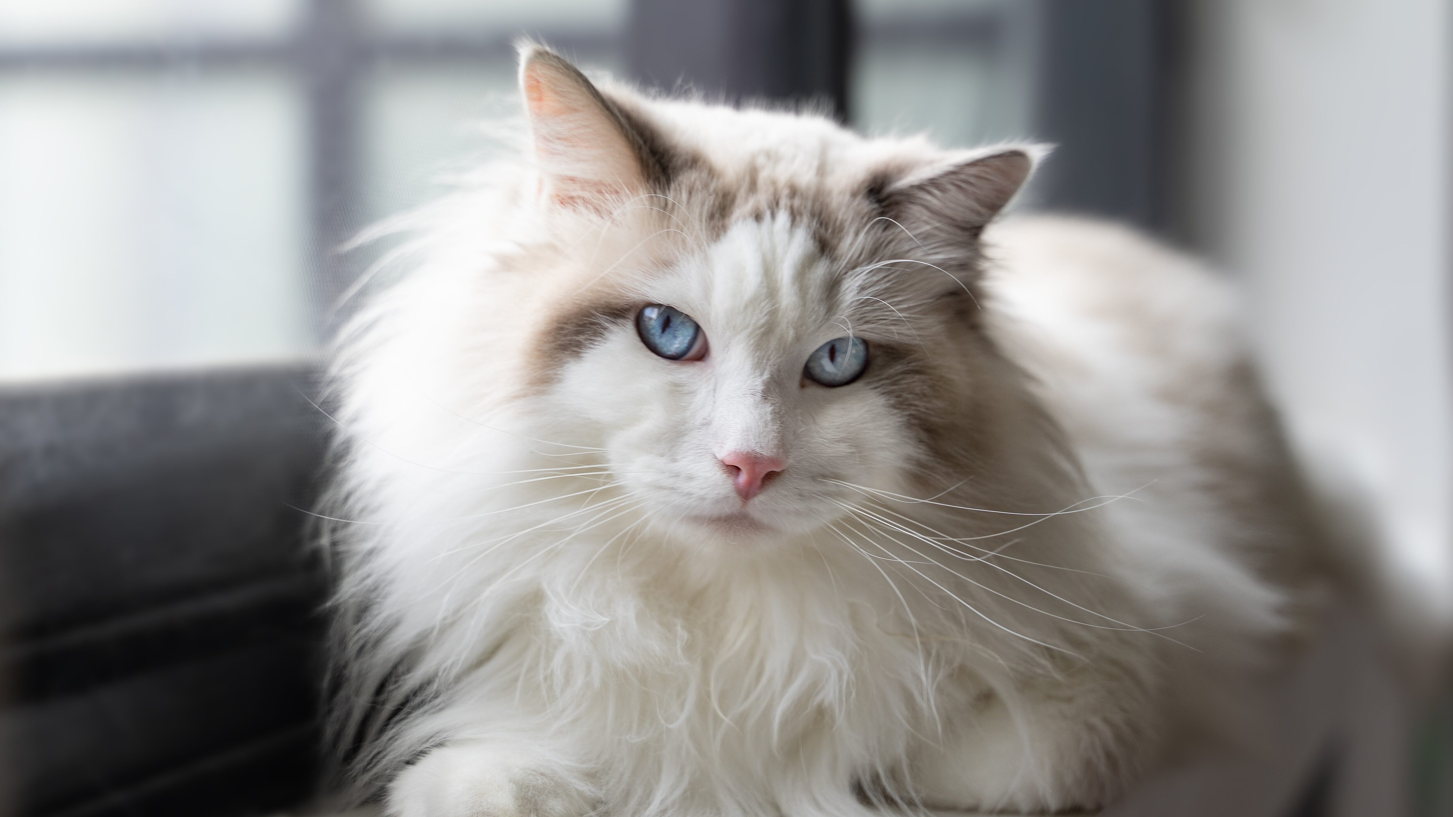 gatto bianco