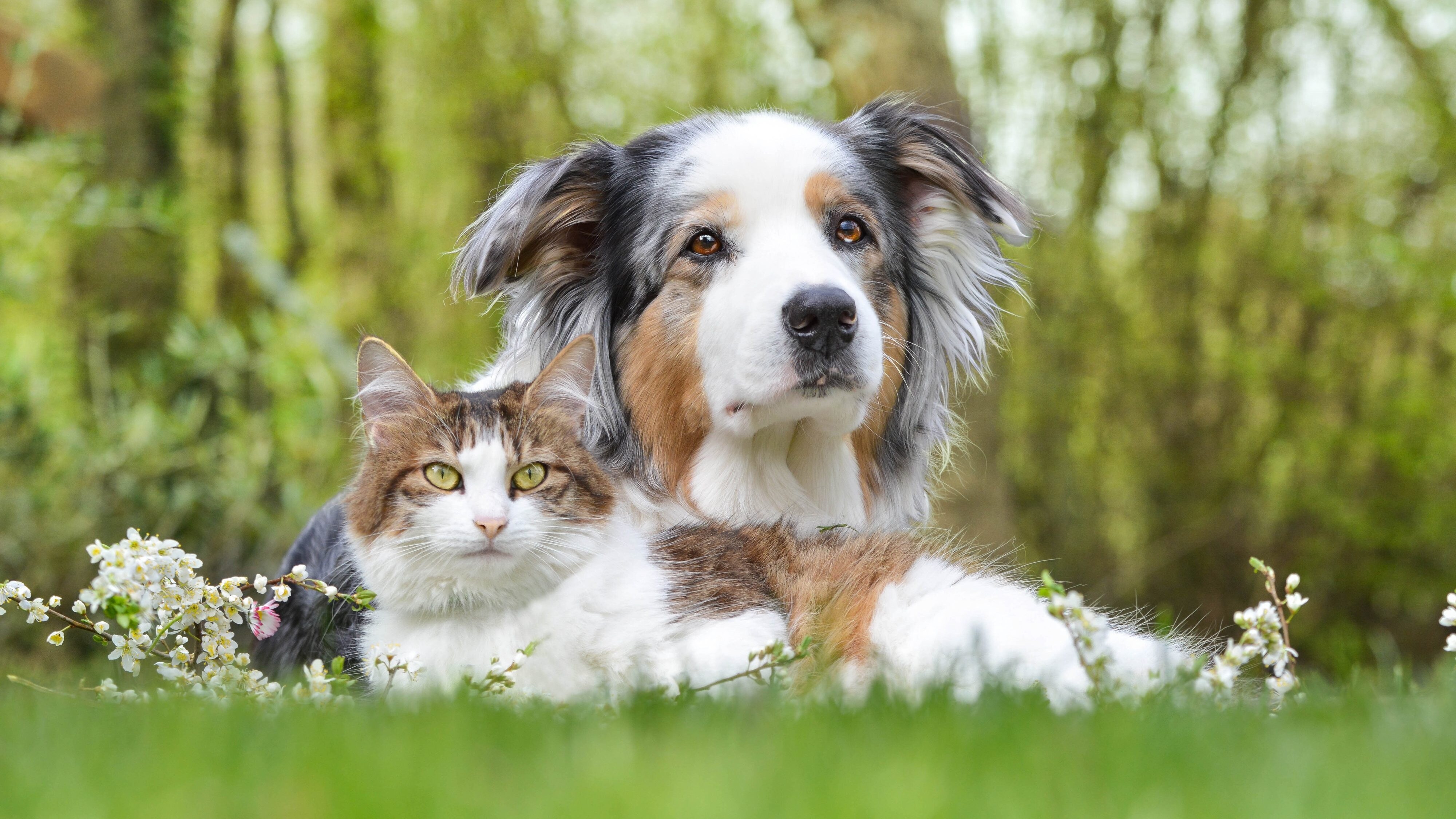 cane gatto
