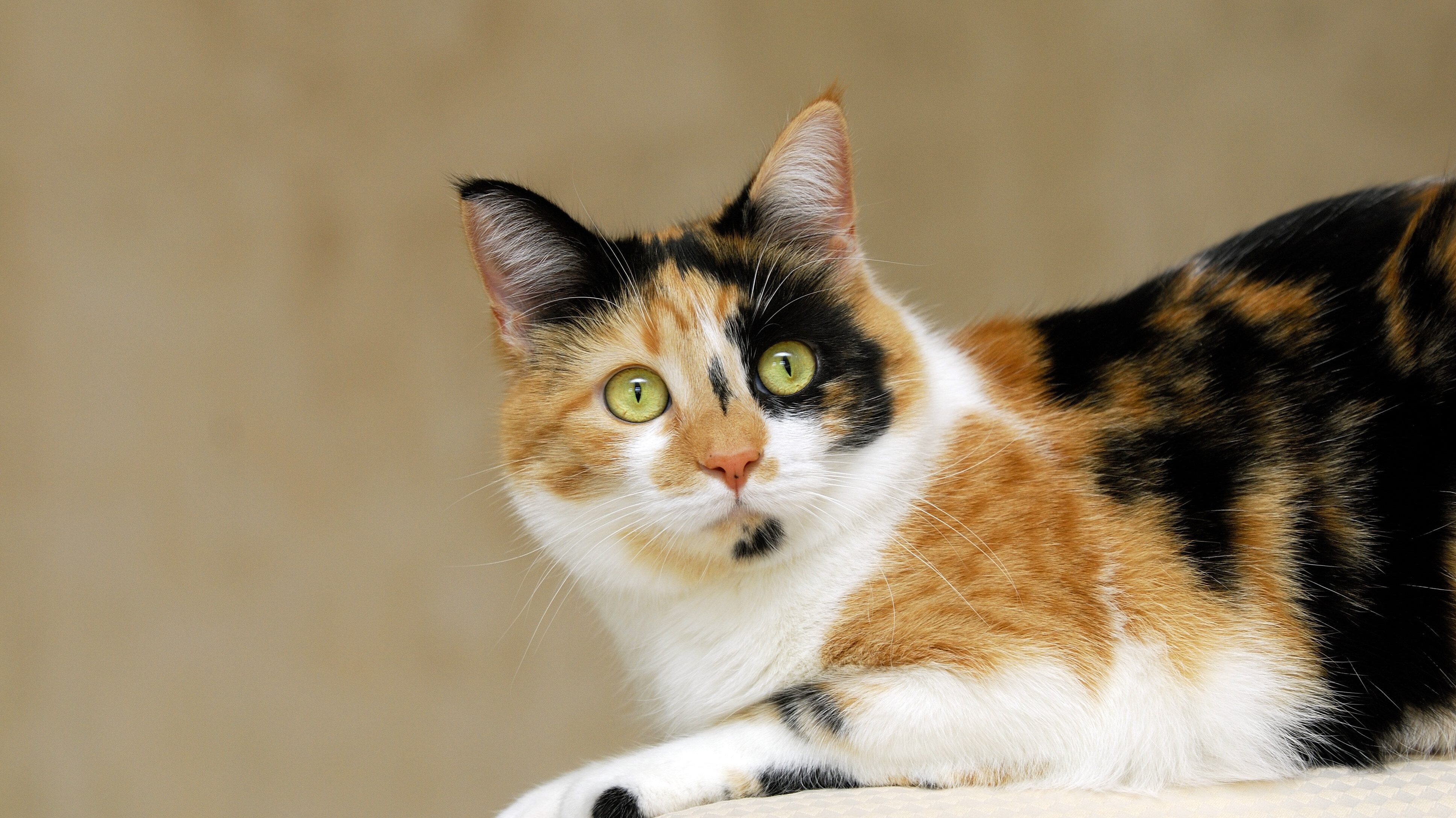 gatto calico