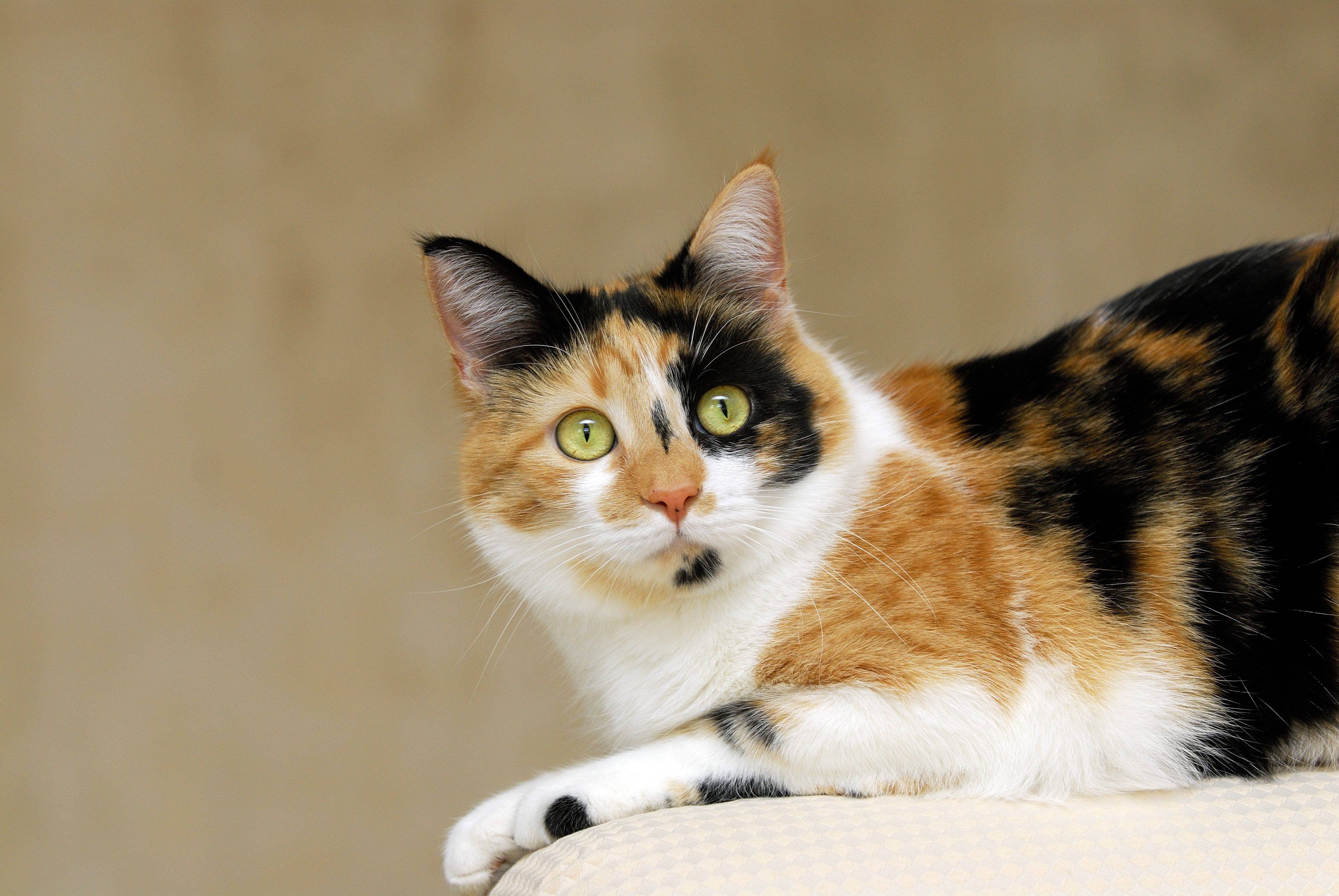 gatto calico