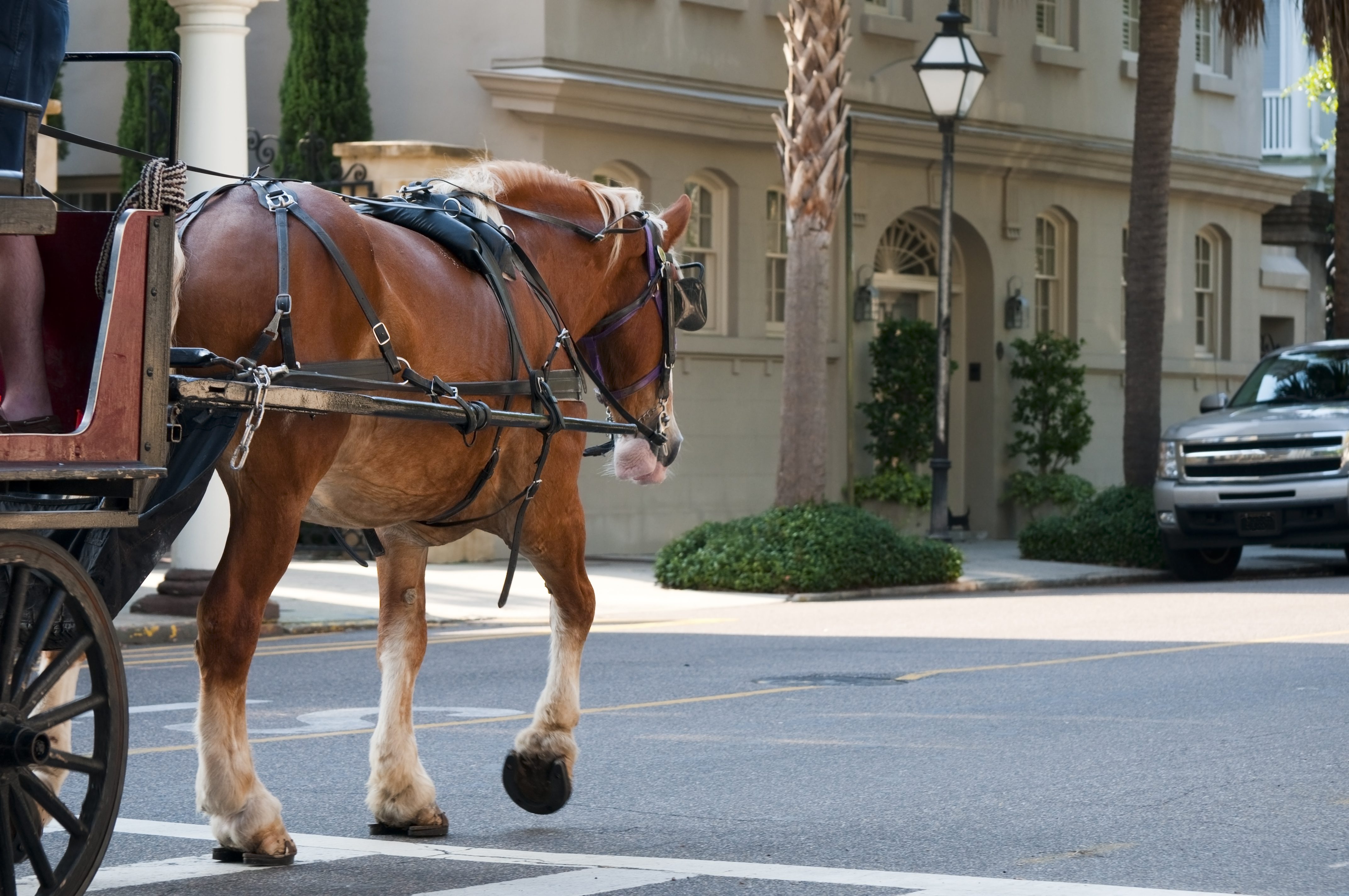 cavallo carrozza trasporto