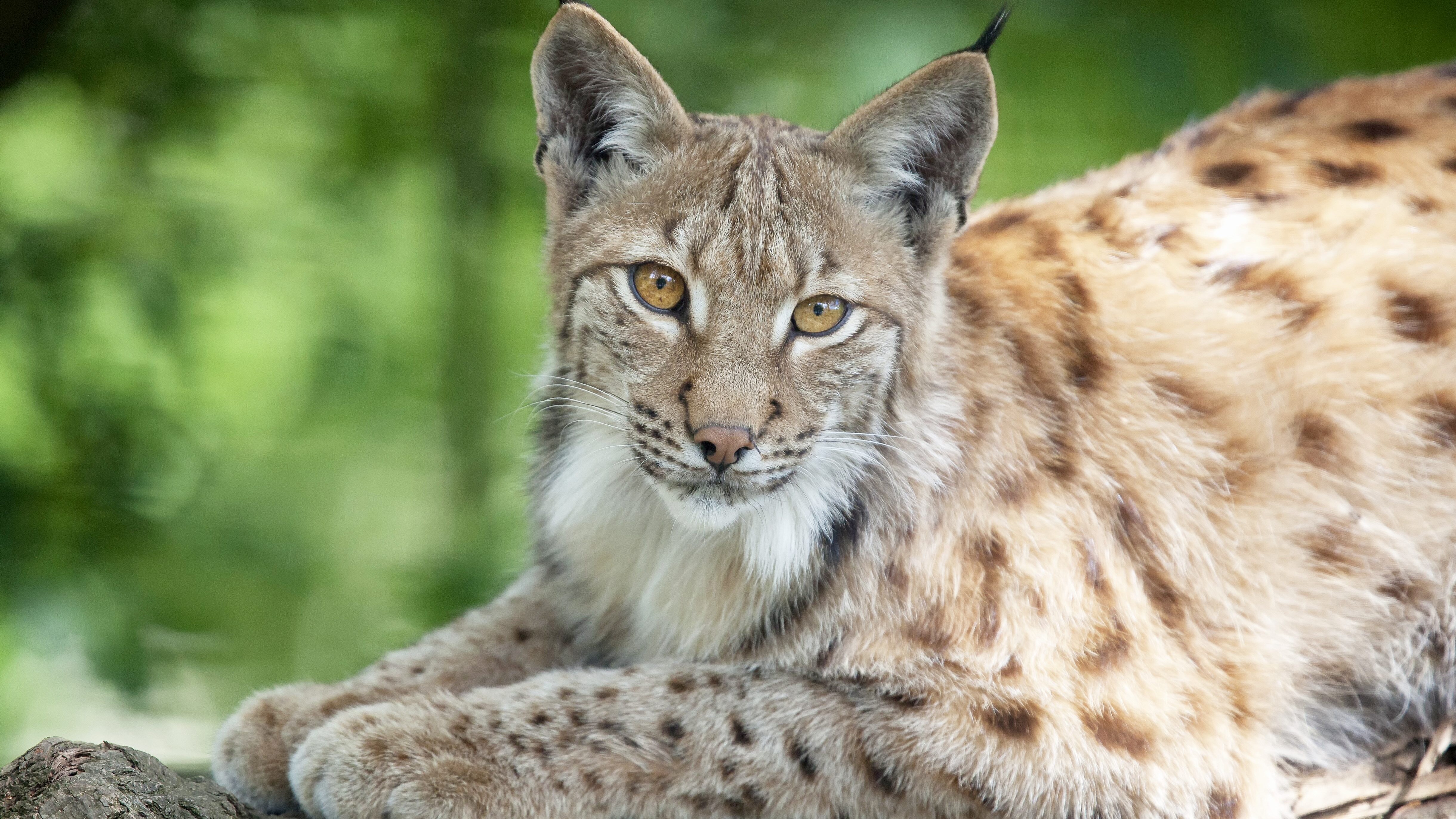 lince
