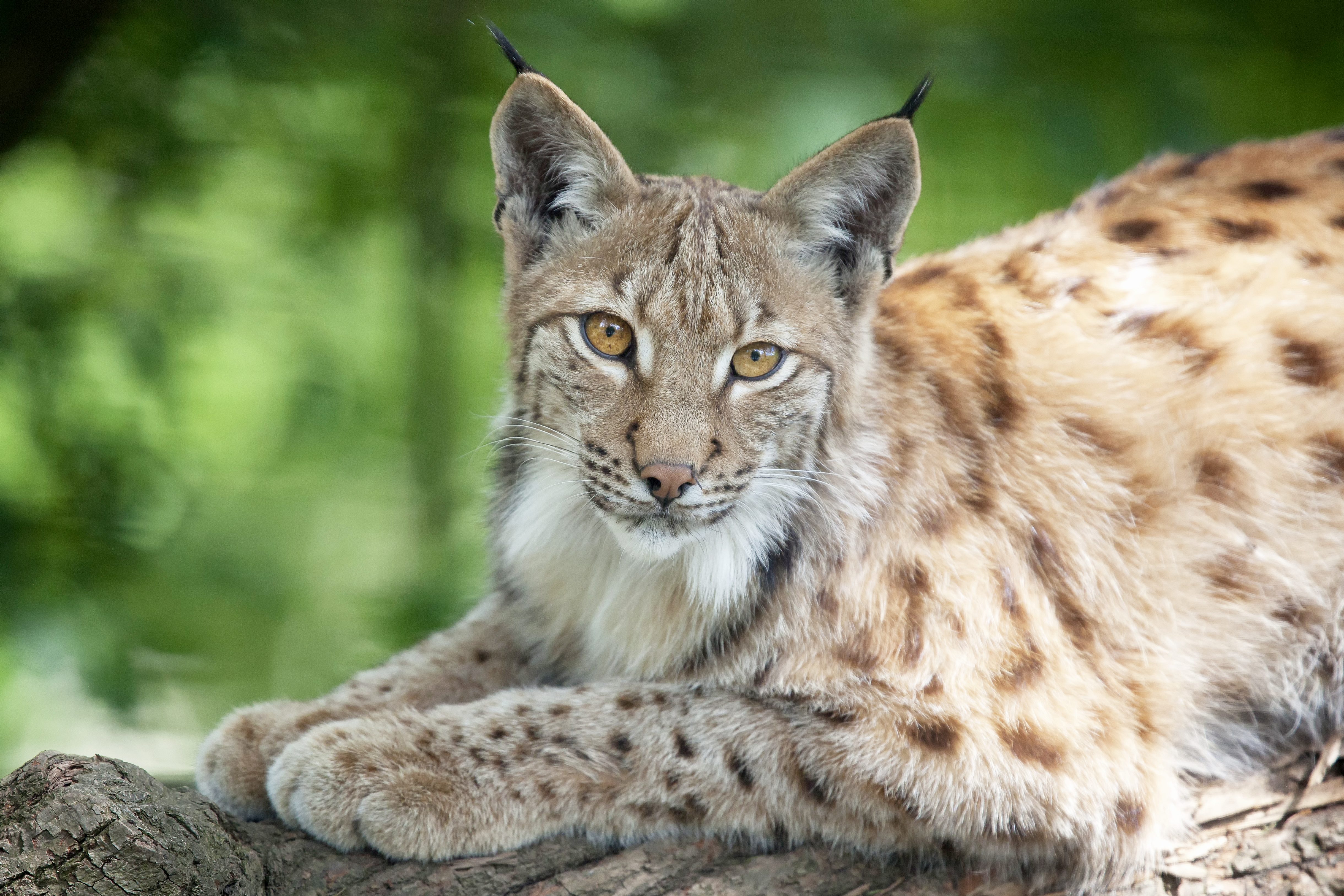 lince