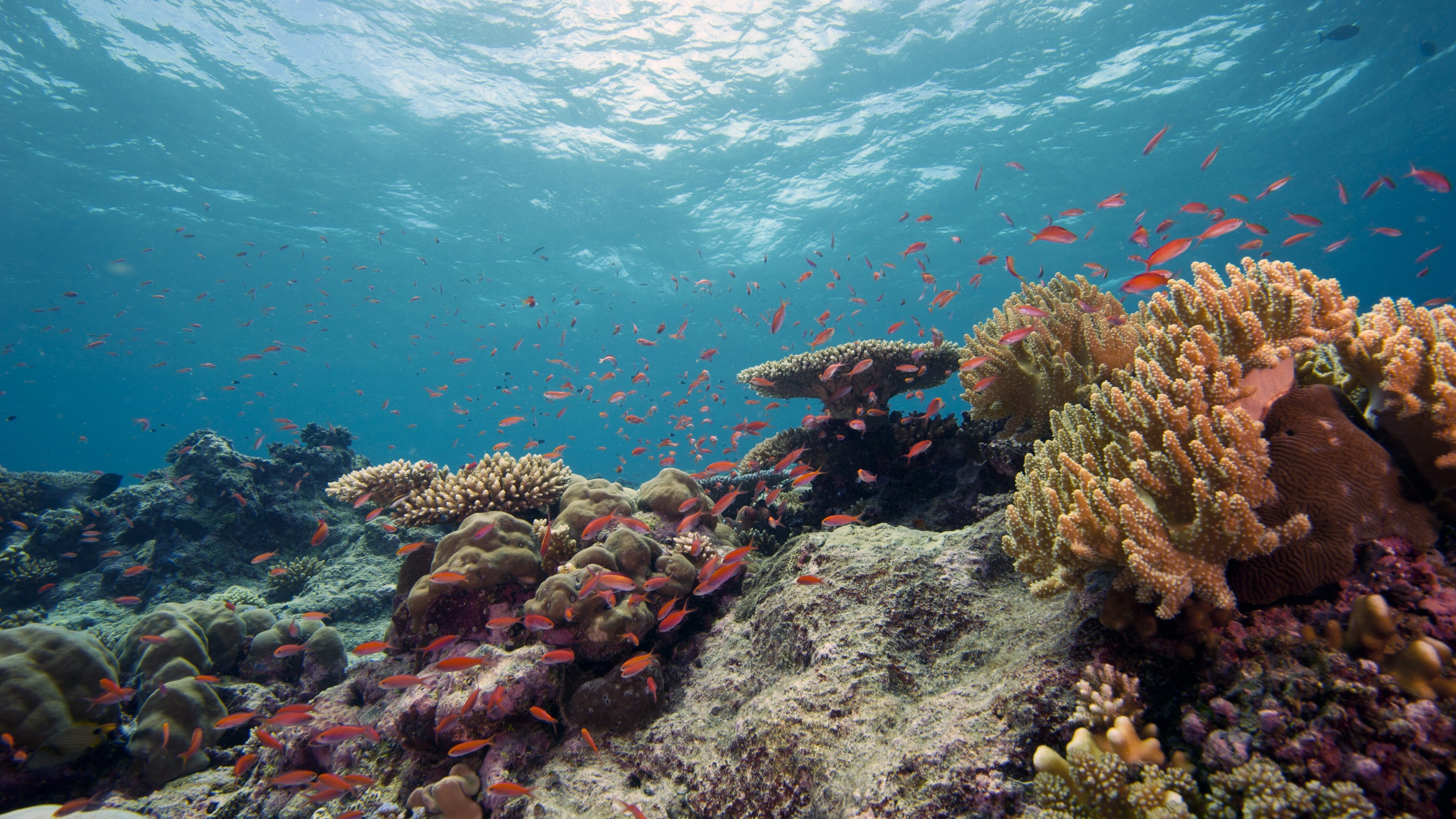 barriera corallina