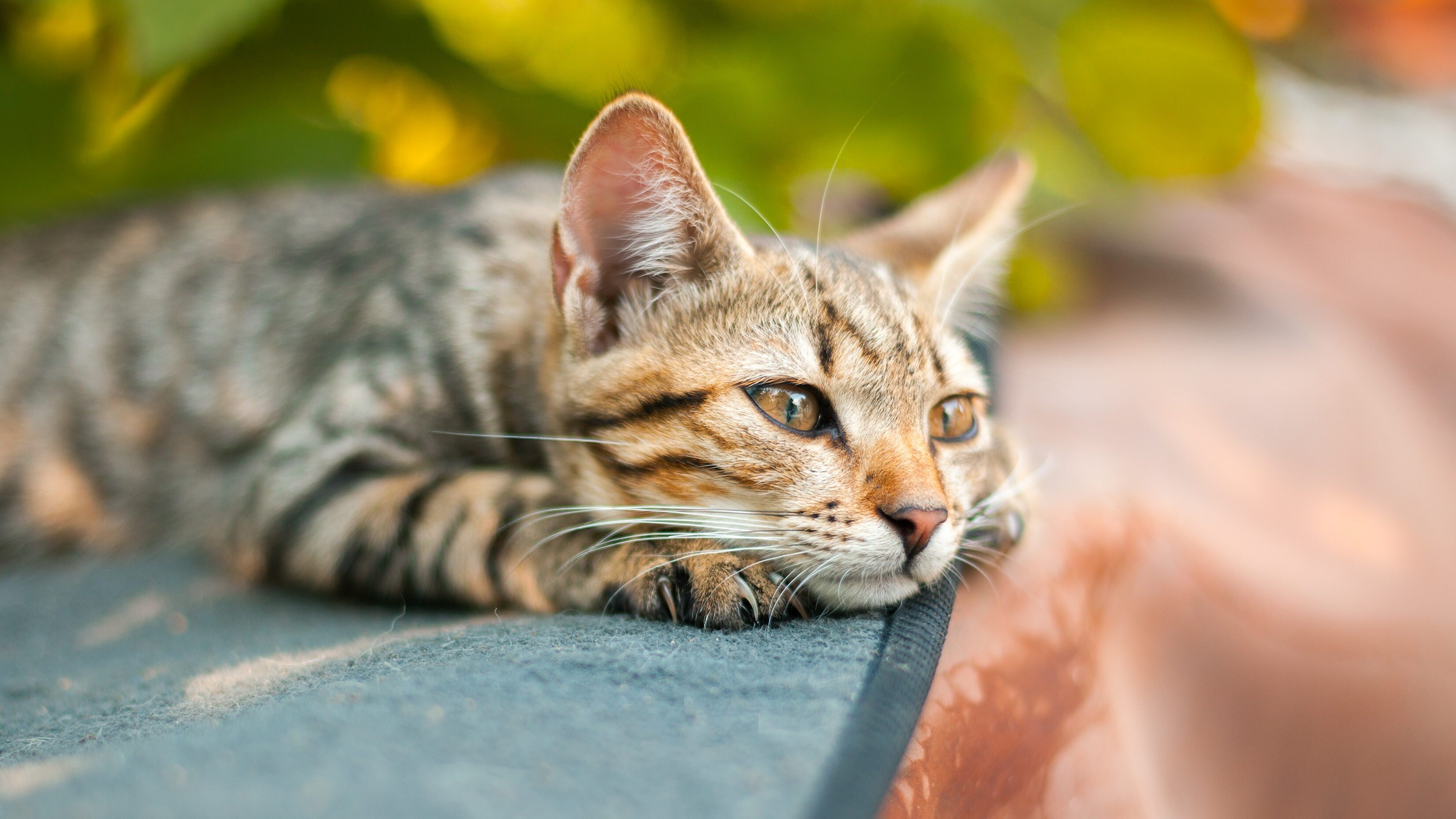 gatto