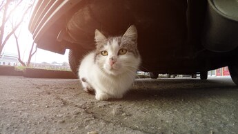 gatto