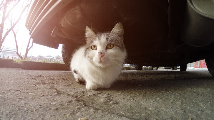 gatto