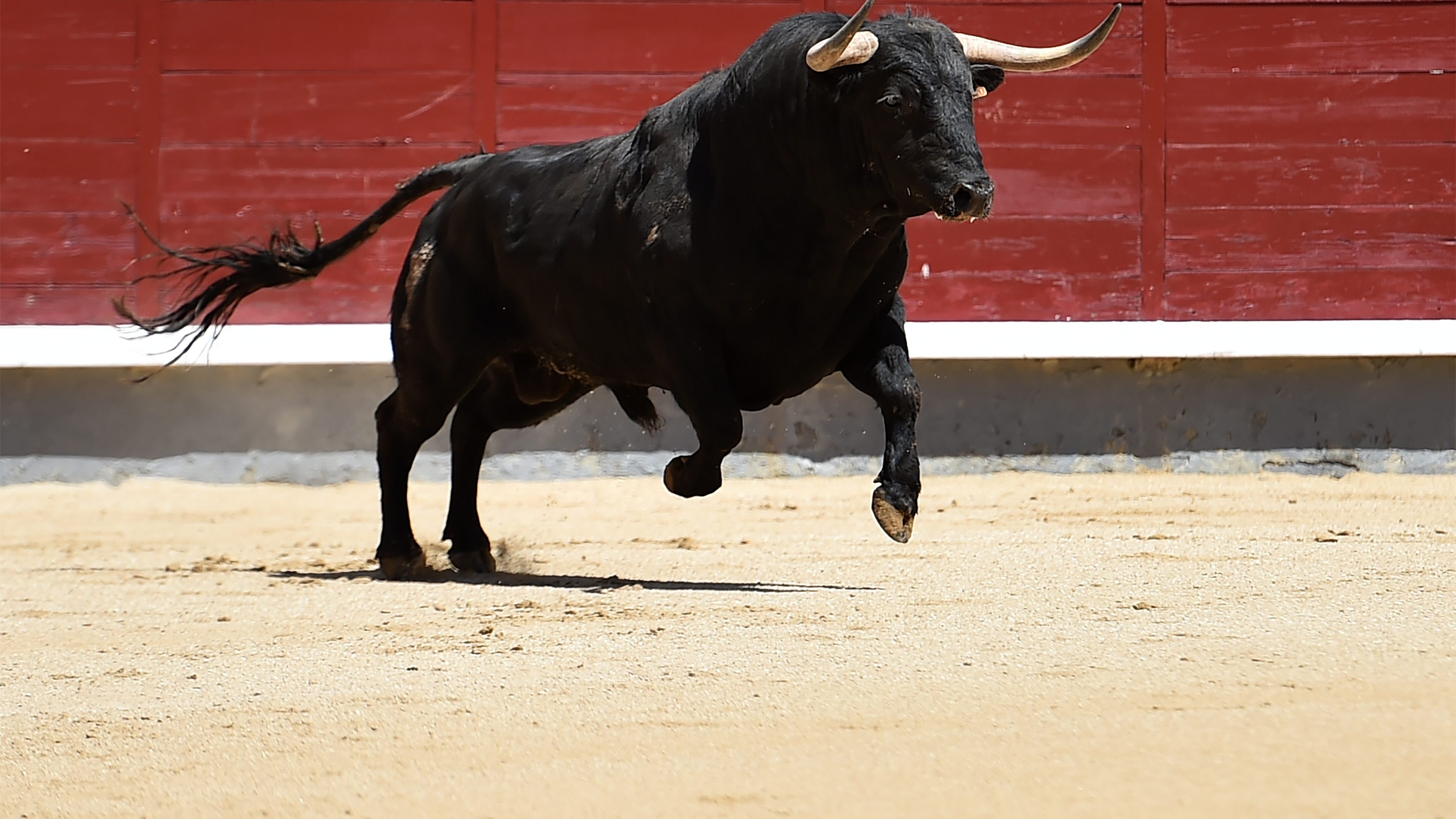 toro