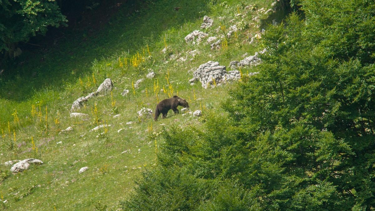 orso marsicano