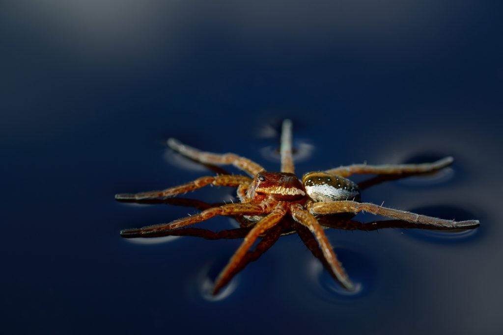 Come fanno alcuni insetti a camminare sull'acqua