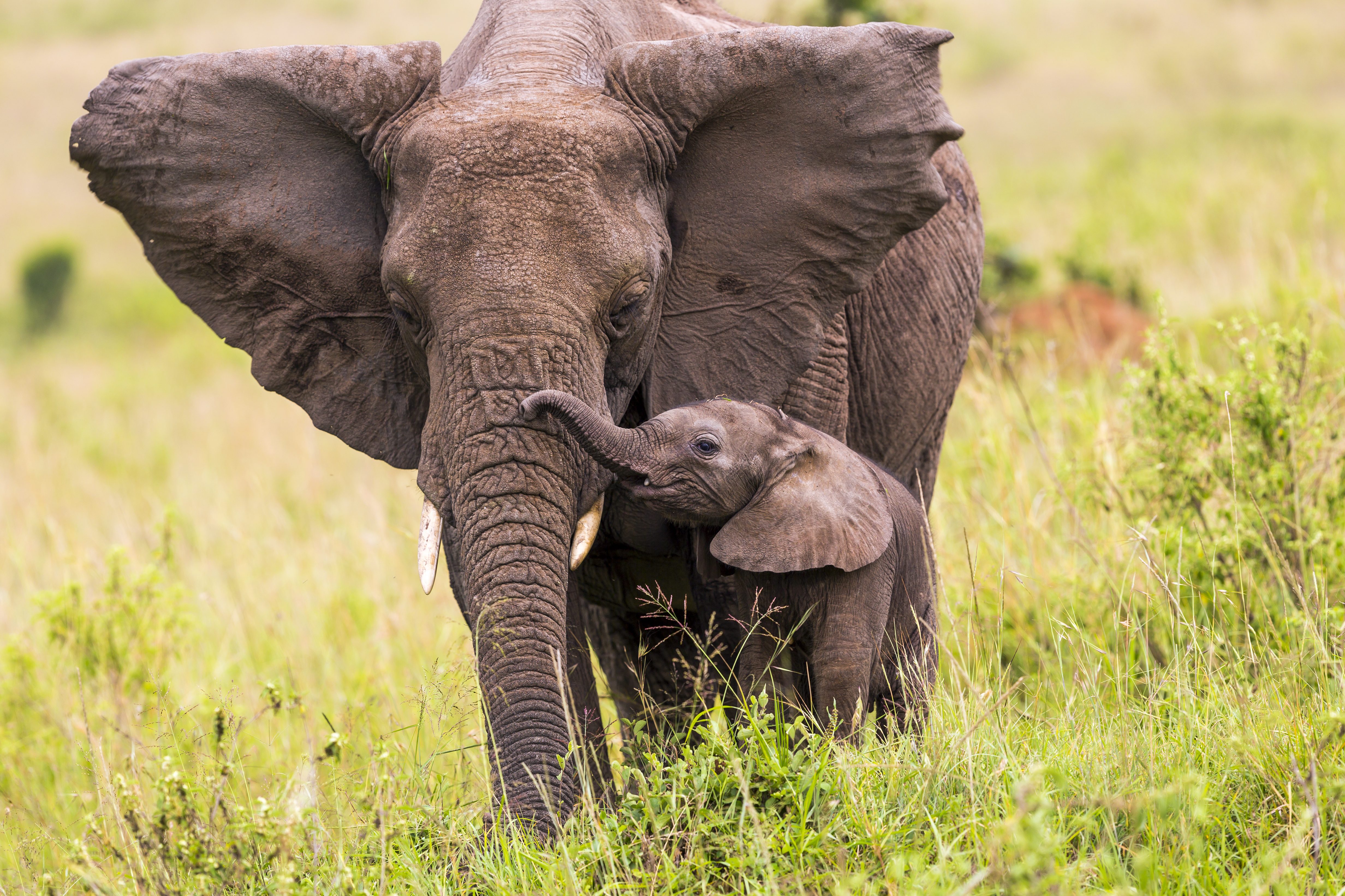 È stato un batterio a uccidere oltre 380 elefanti in Africa nel 2020