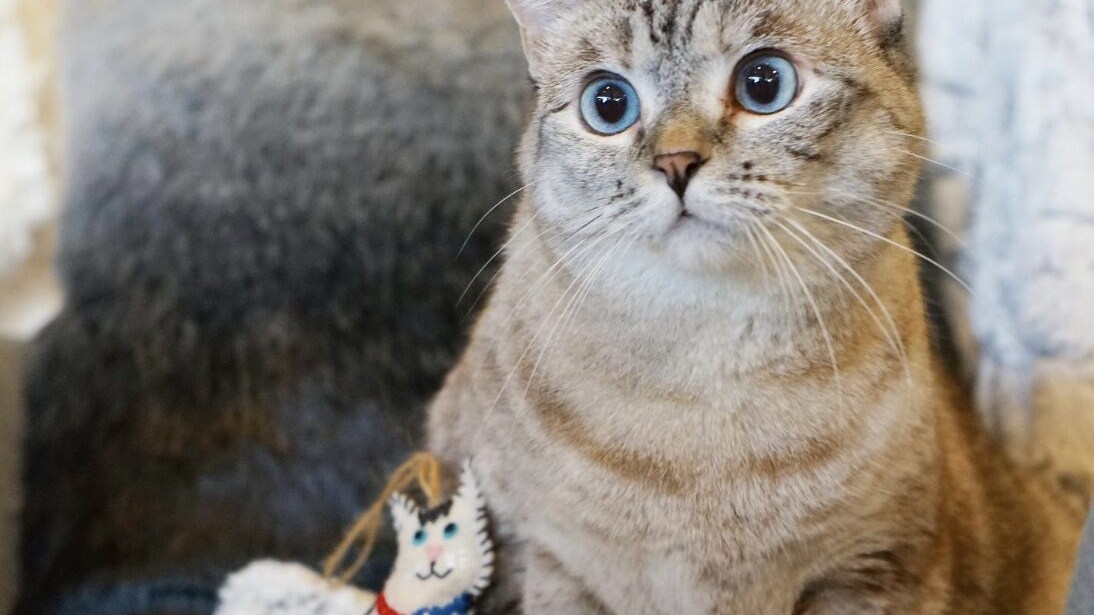 La gatta Nala