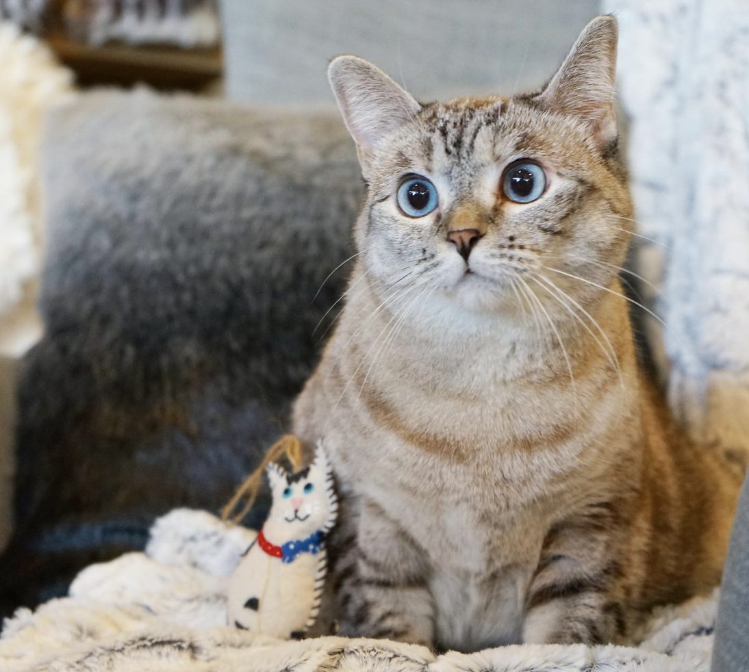 La gatta Nala