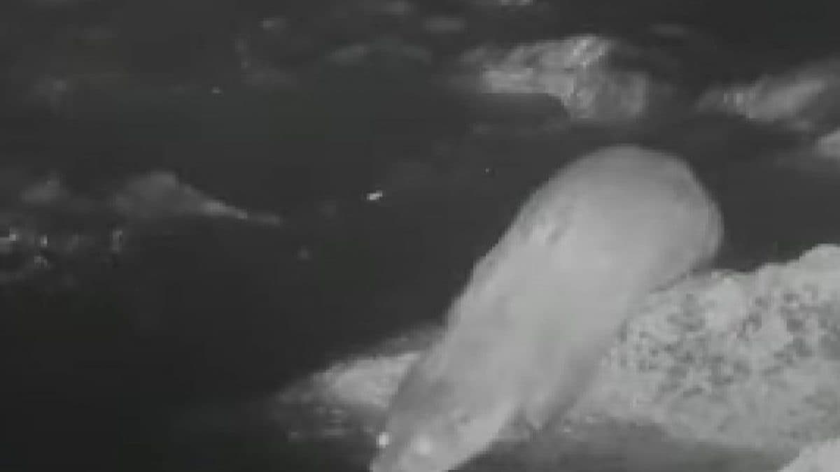 Lontra in Veneto