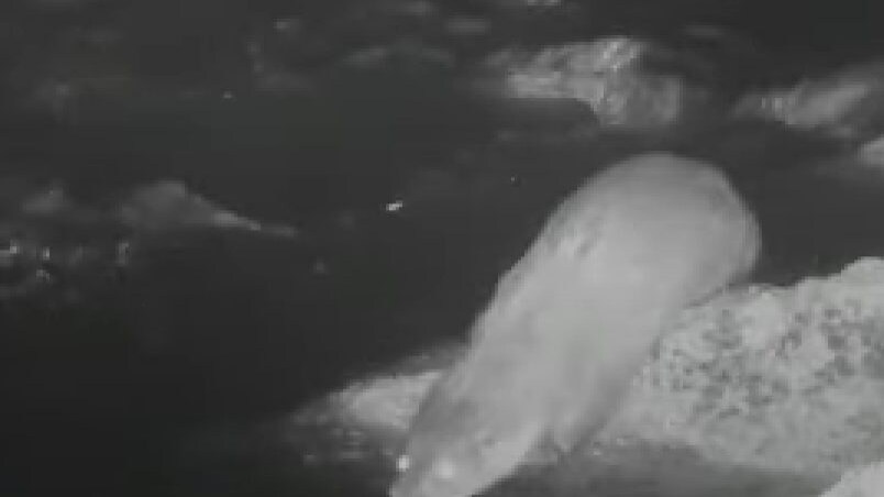 Lontra in Veneto