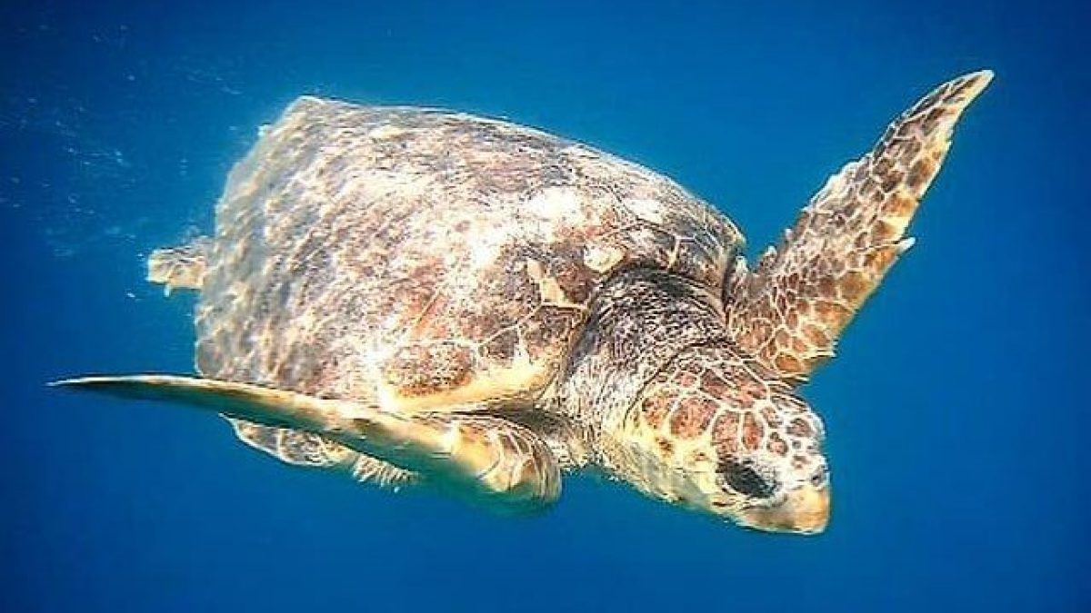 Tartarughe Molfetta WWF